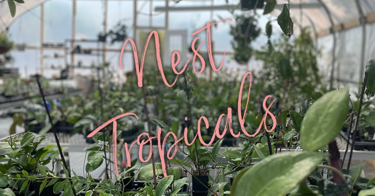 Home page – Nest Tropicals