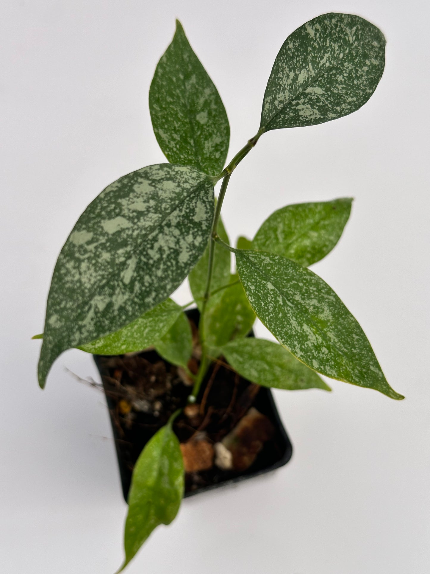 Hoya multiflora (mini, splash)