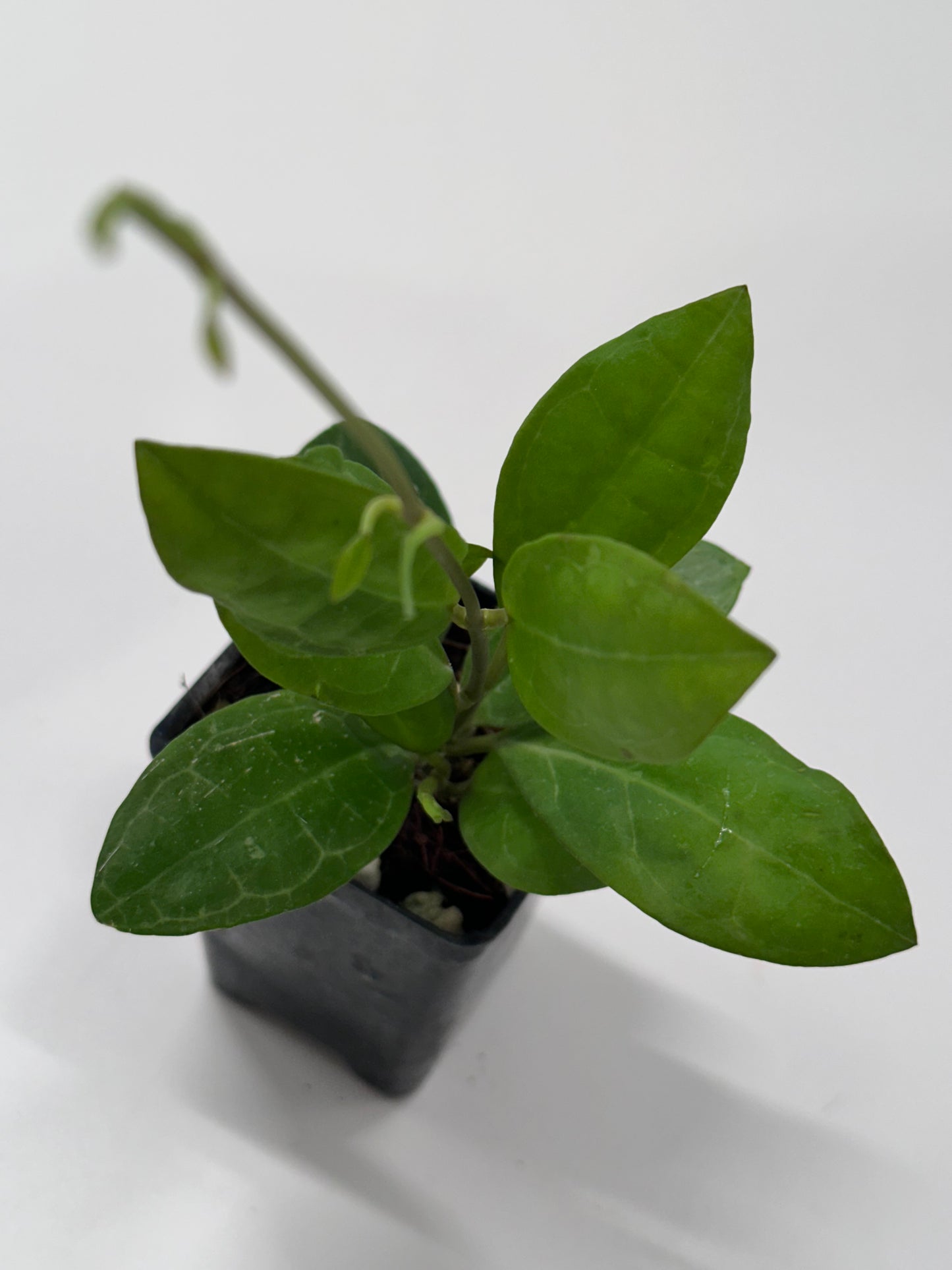 Hoya elliptica