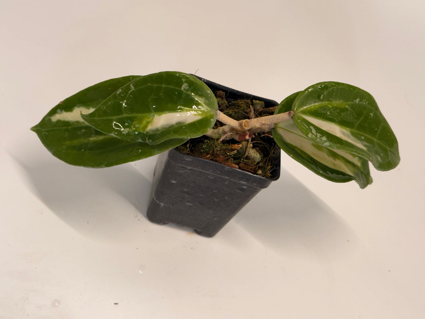 Hoya latifolia Java (inner variegated)