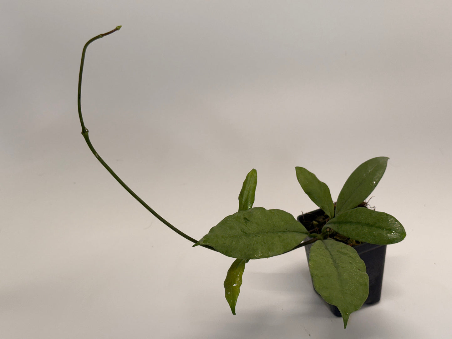 Hoya griffithii (silver)