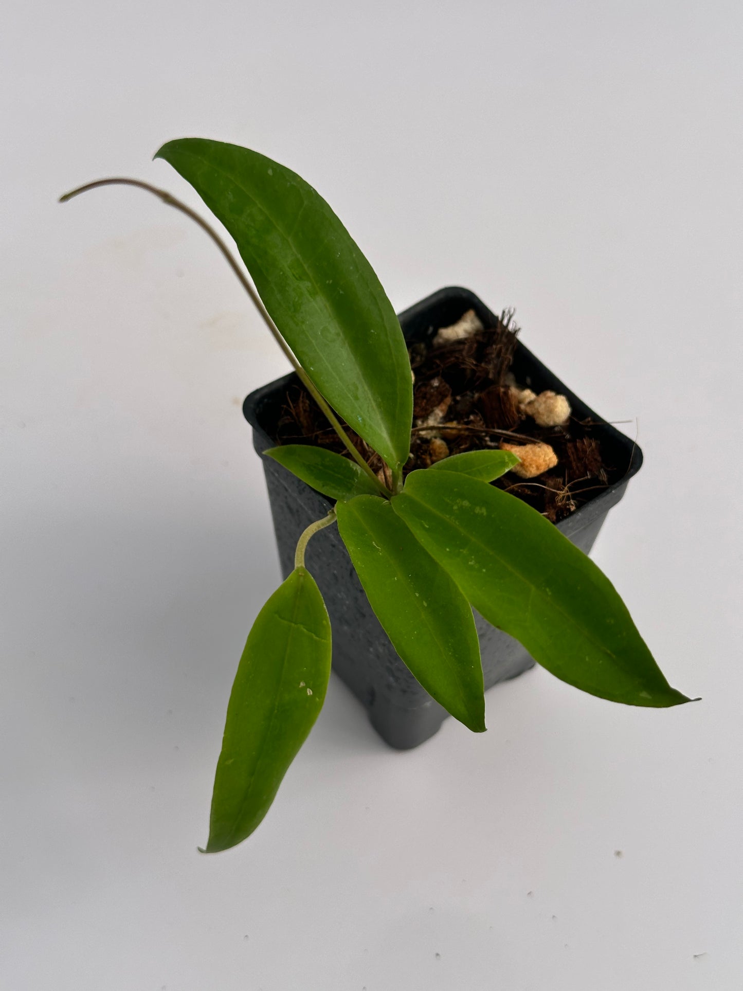 Hoya sp. Mamasa (red vein)