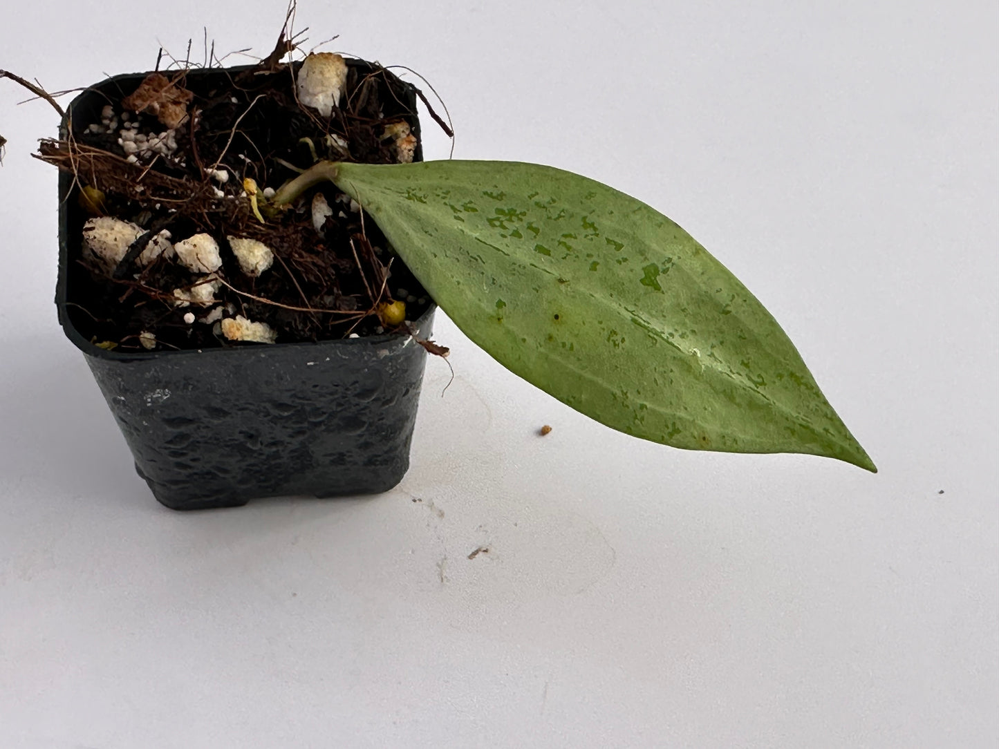 Hoya hanhiae (splash, pink flower)