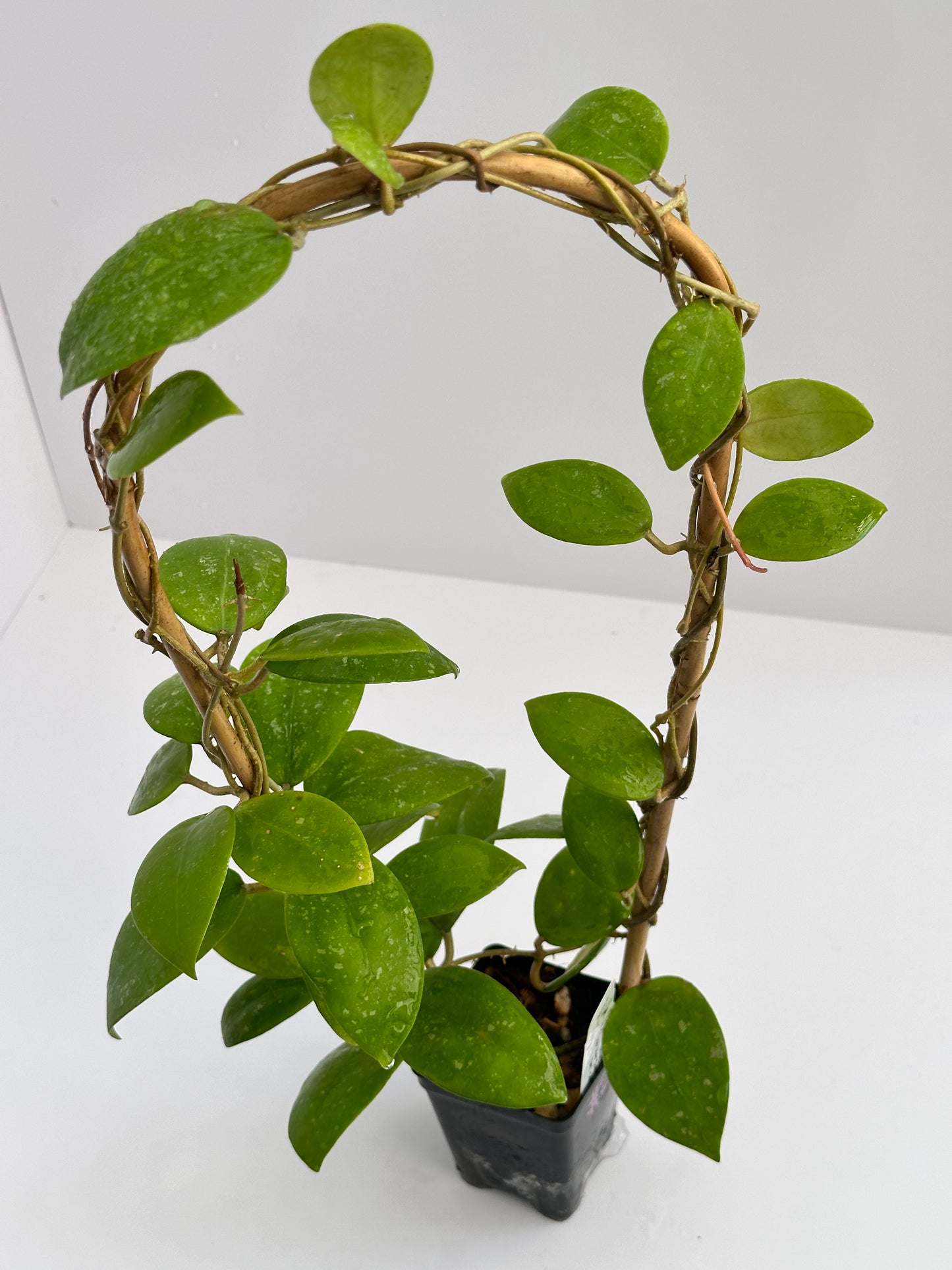 Hoya sp. Hat Som Paen IML 1438