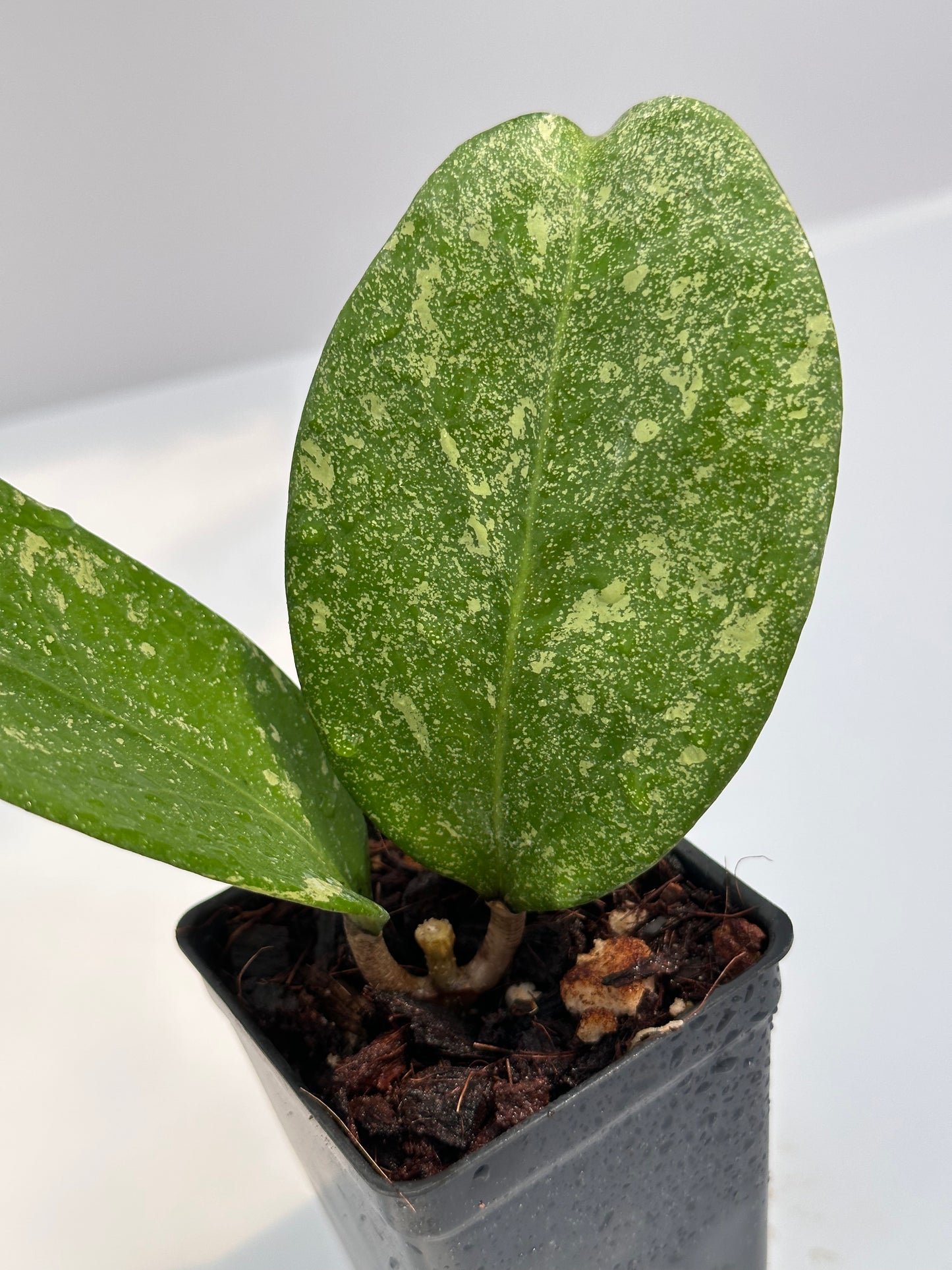 Hoya ‘Michele’ MB 1255