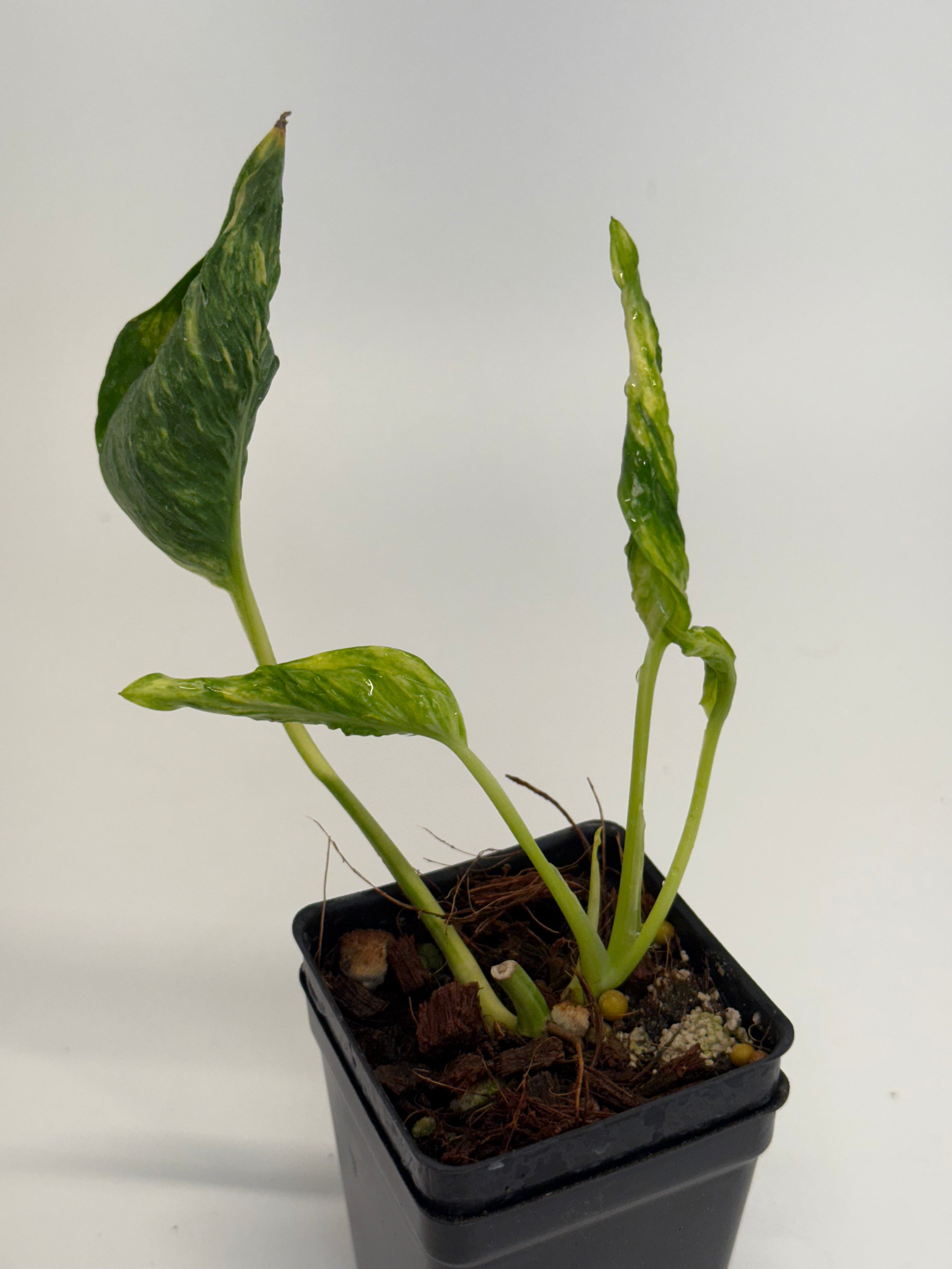 teruno pothos for sale Epipremnum 'Sunshine' Terunoworld Series – Nest Tropicals
