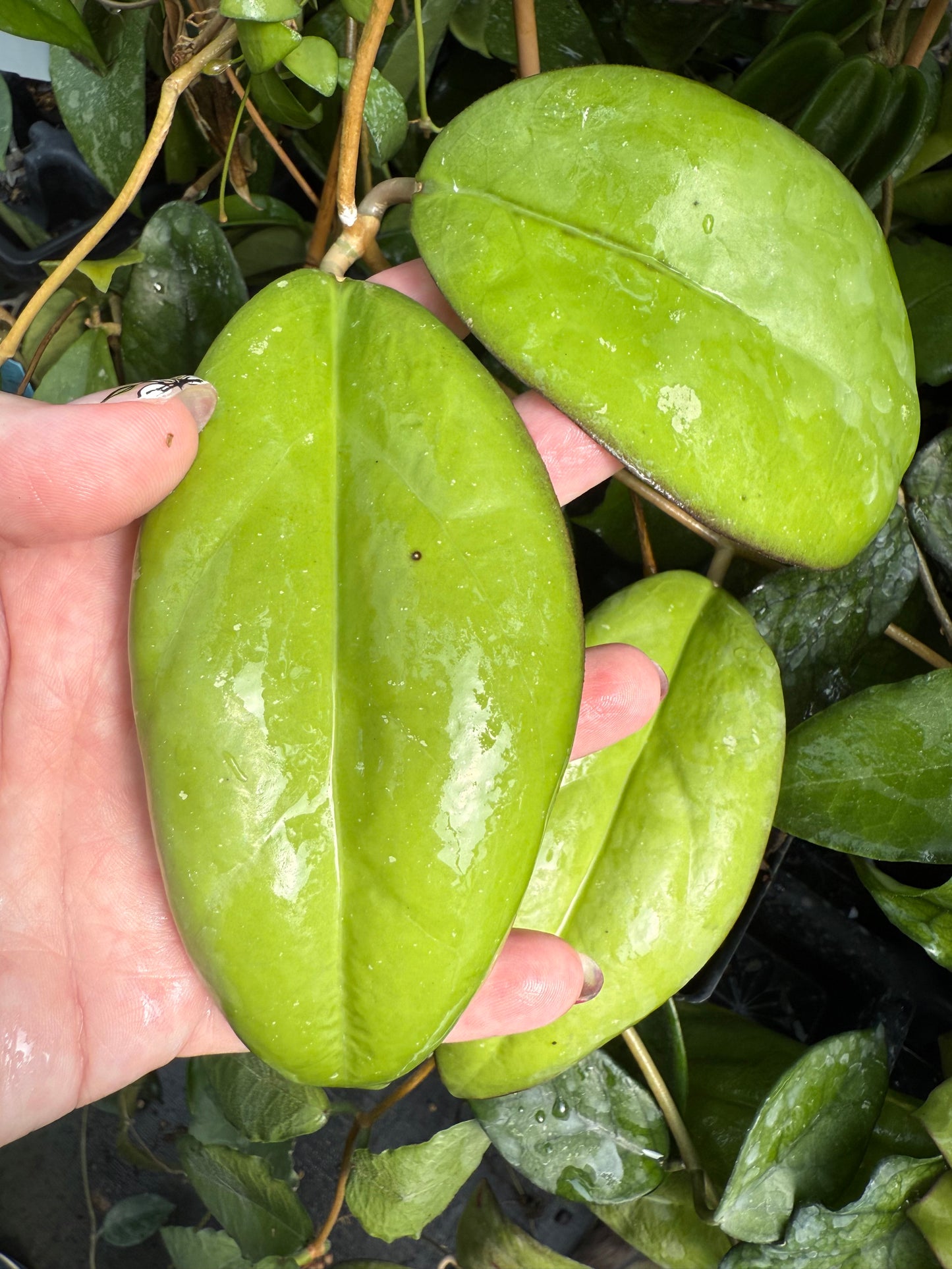 Hoya Seeds (5)