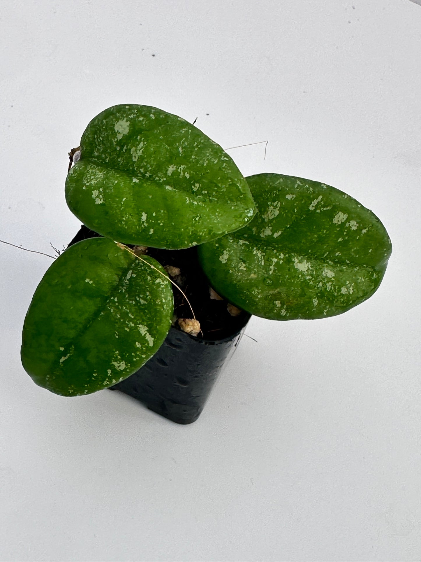 Hoya ´AH Mulan´ (splash)