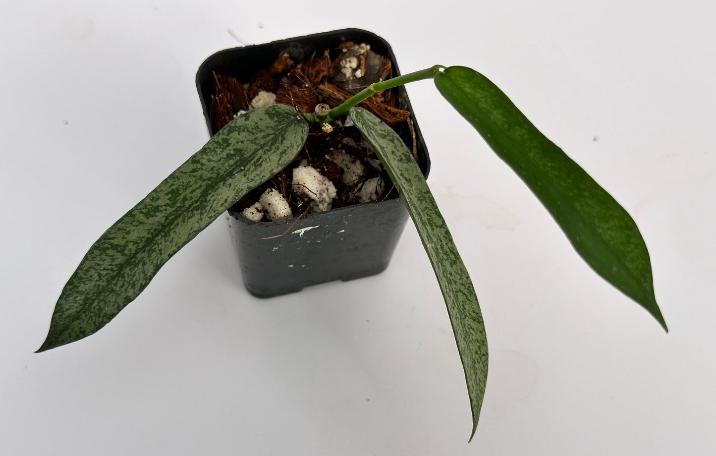 Hoya pandurata (splash)