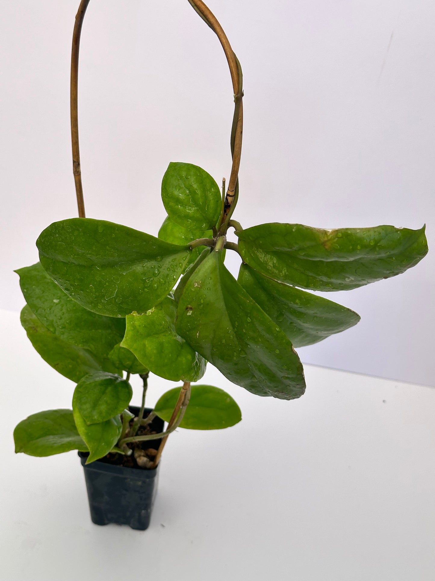 Hoya NAP 05 - Trellised