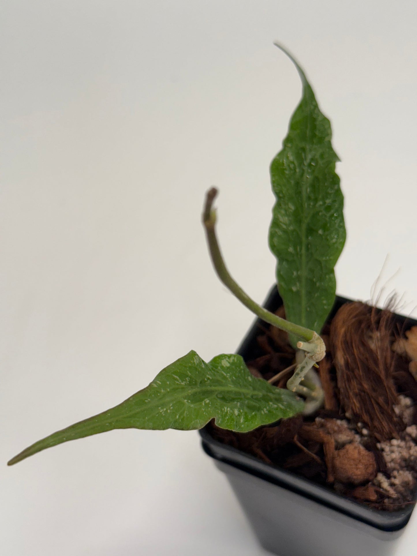 Hoya sp. Blang Bleke ‘Z3’