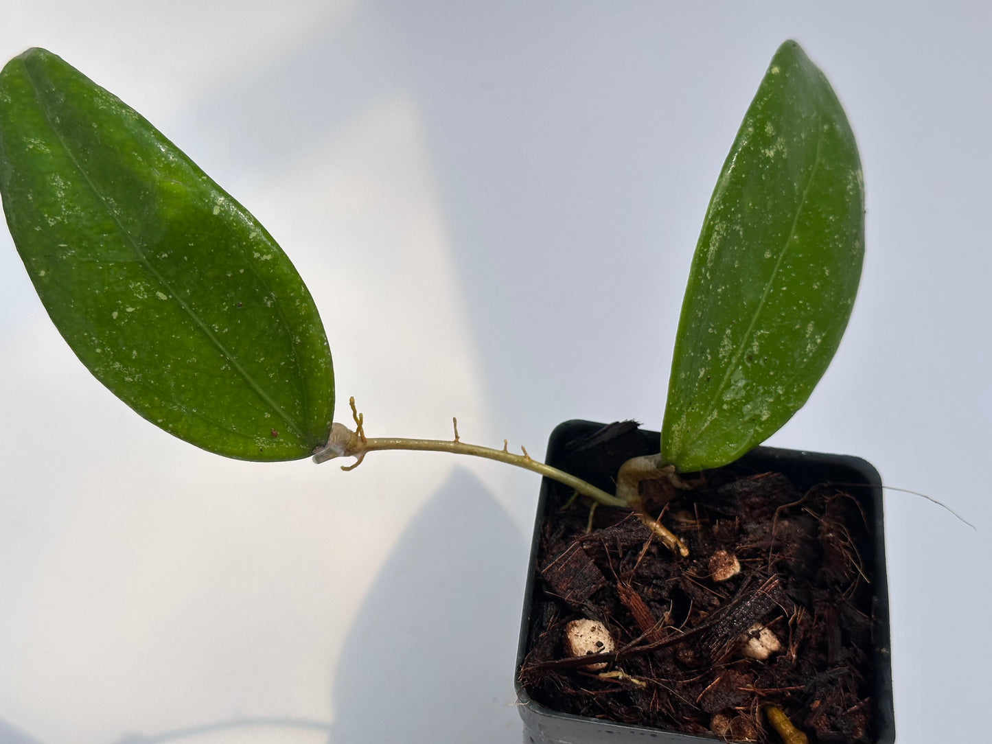 Hoya ‘Stevo’ RHM 011-05