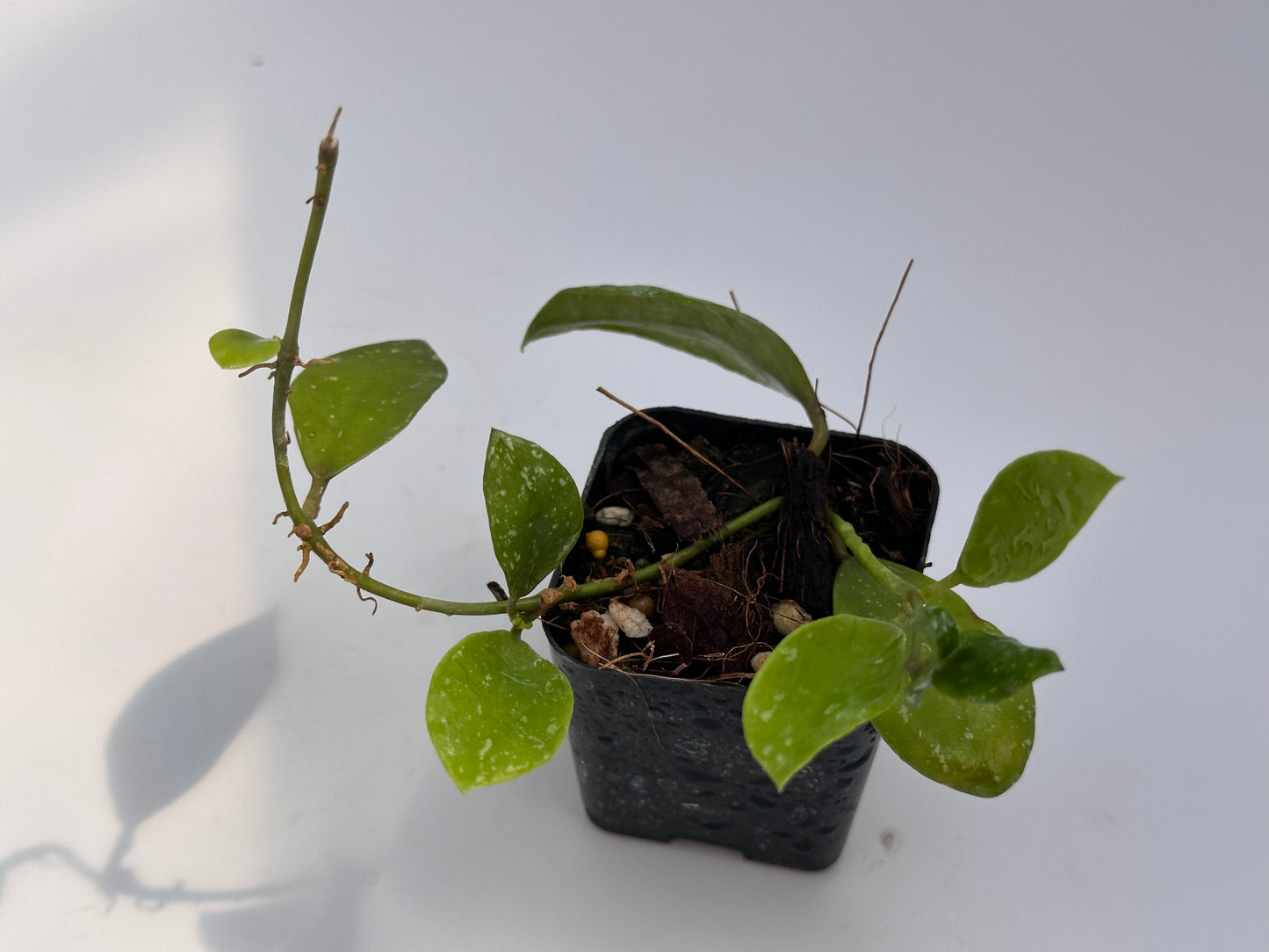 Hoya walliniana UT 152