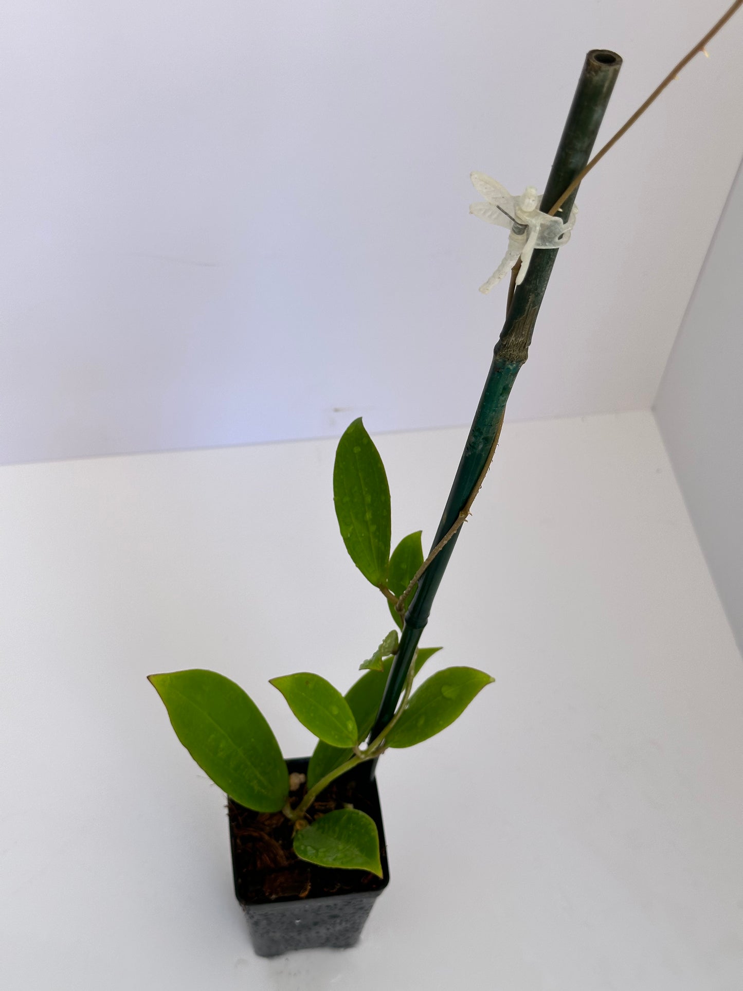 Hoya NAP 027 sp. Indonesia