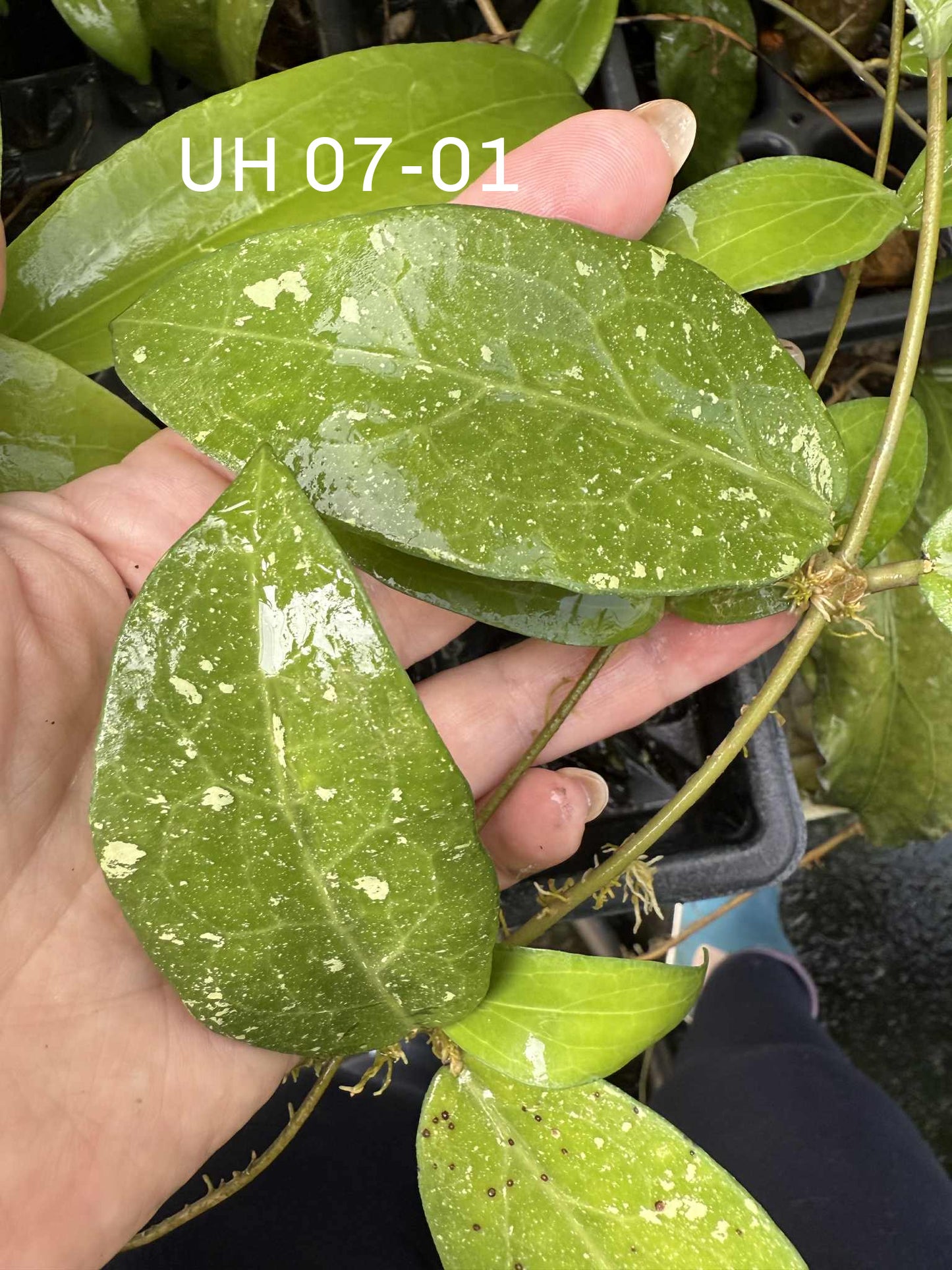 Hoya Seeds (10)