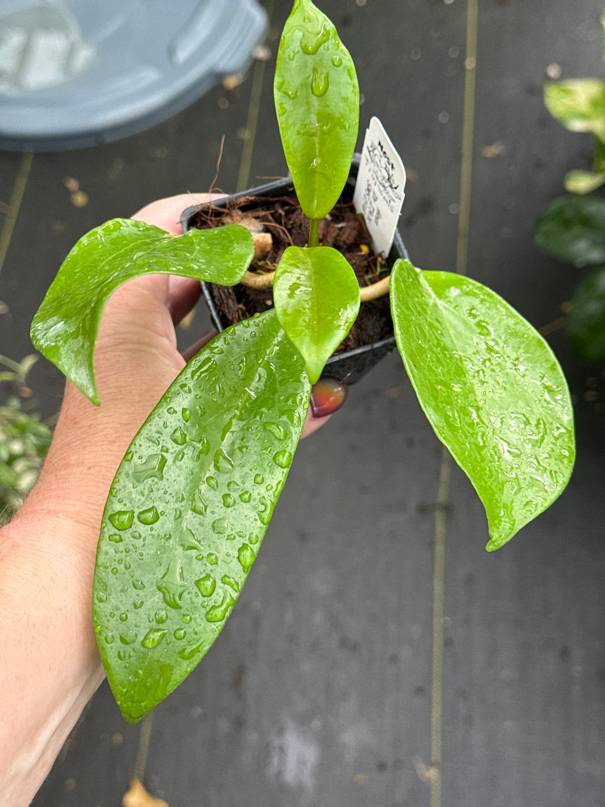 Hoya ‘Dr. IBOK' SMS 034