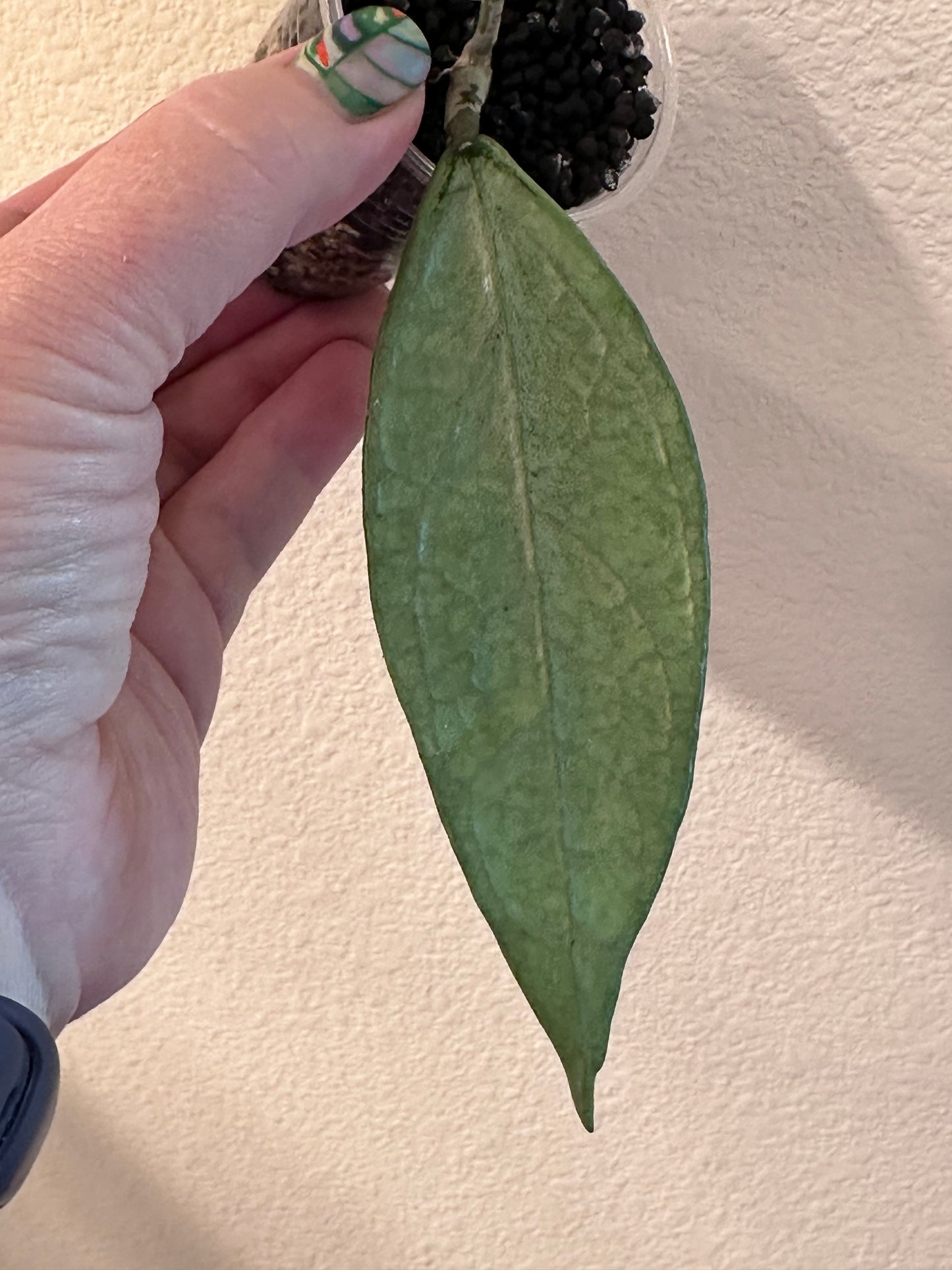 Hoya sp. Germany (silver)