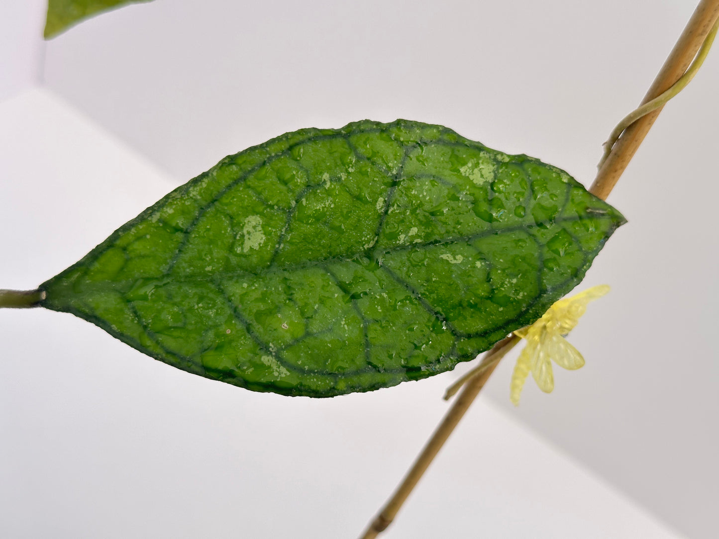 Hoya finlaysonii ‘Olfe’