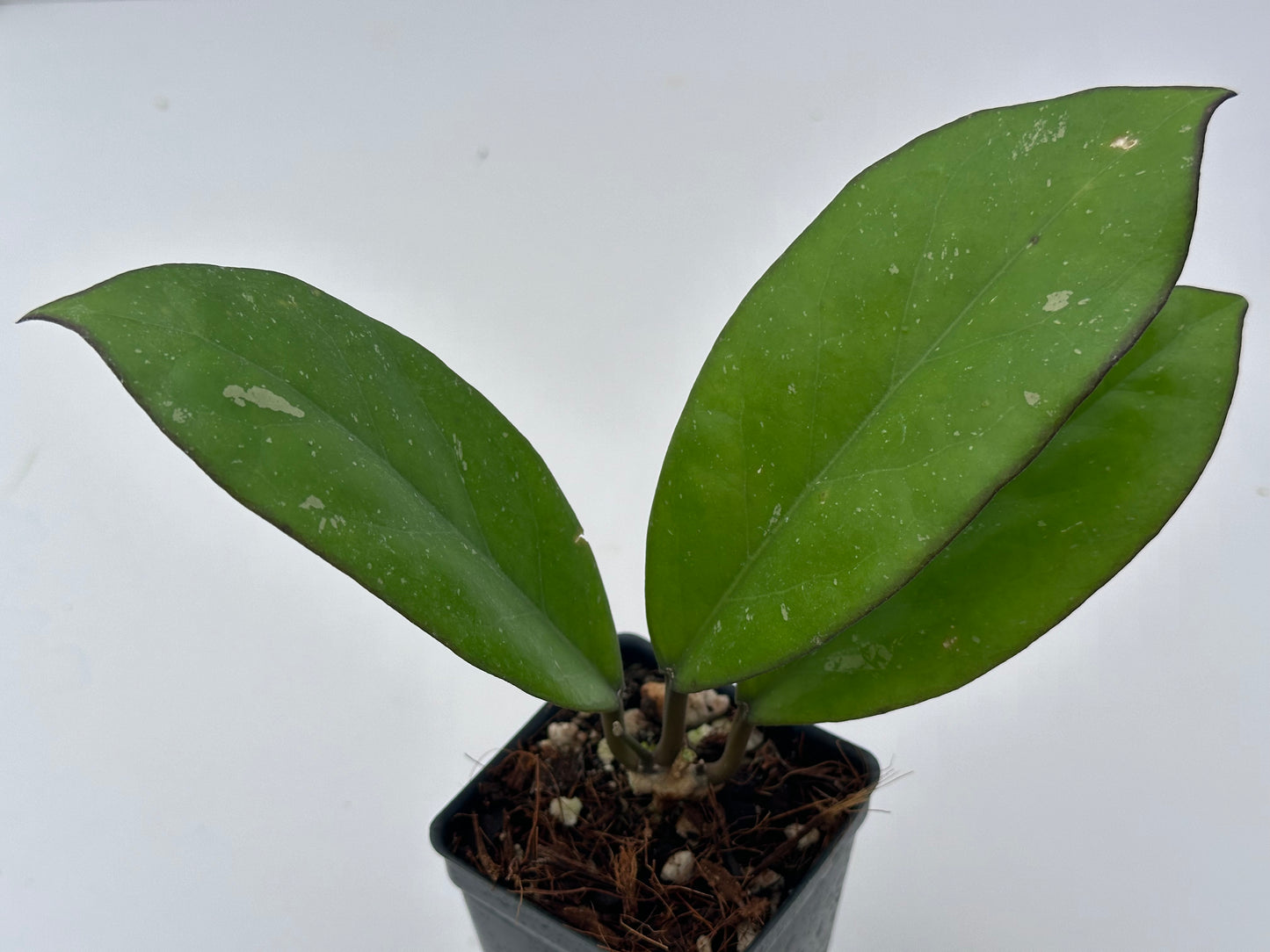 Hoya AH 093 MT