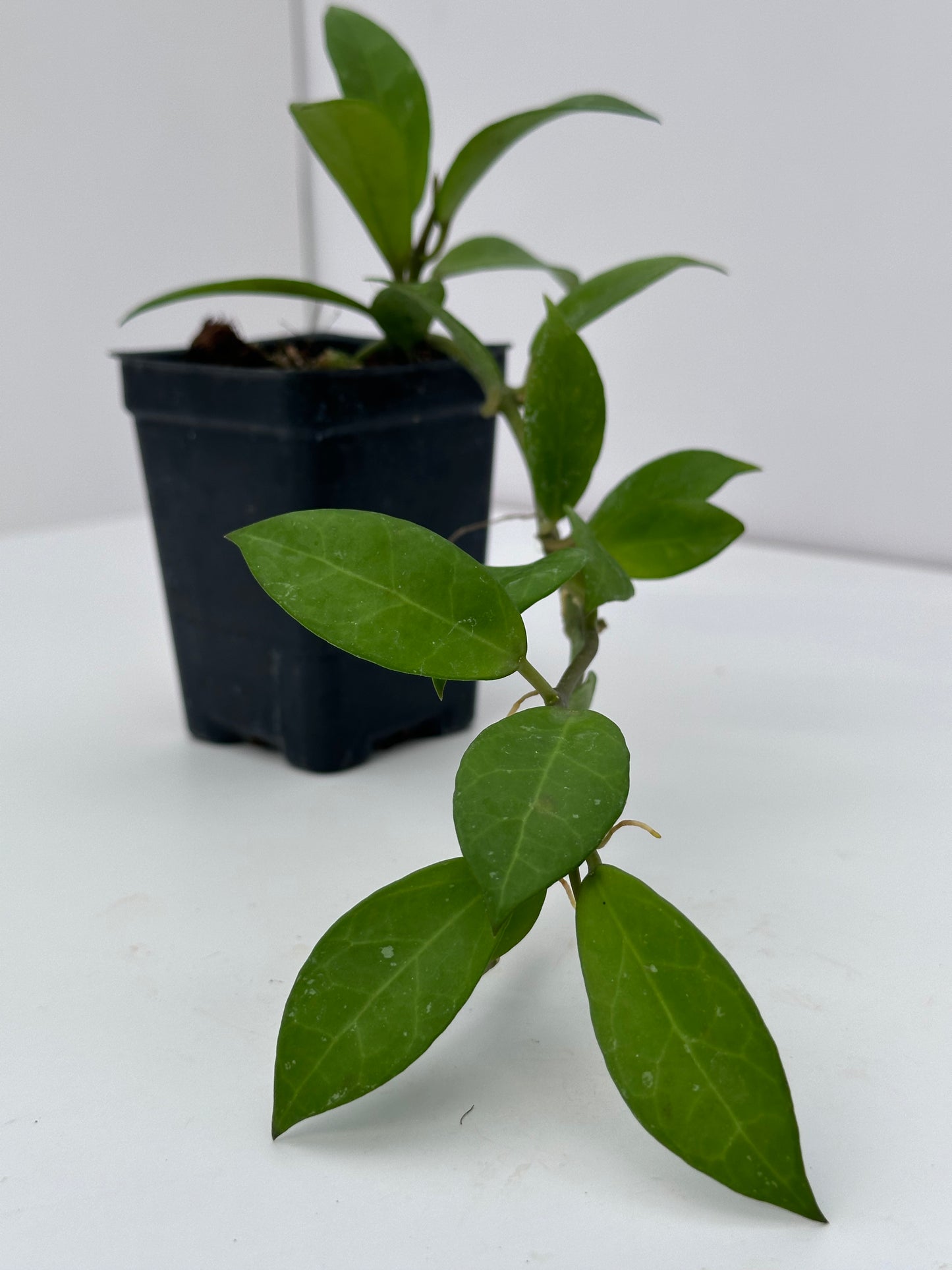 Hoya krohniana x obscura