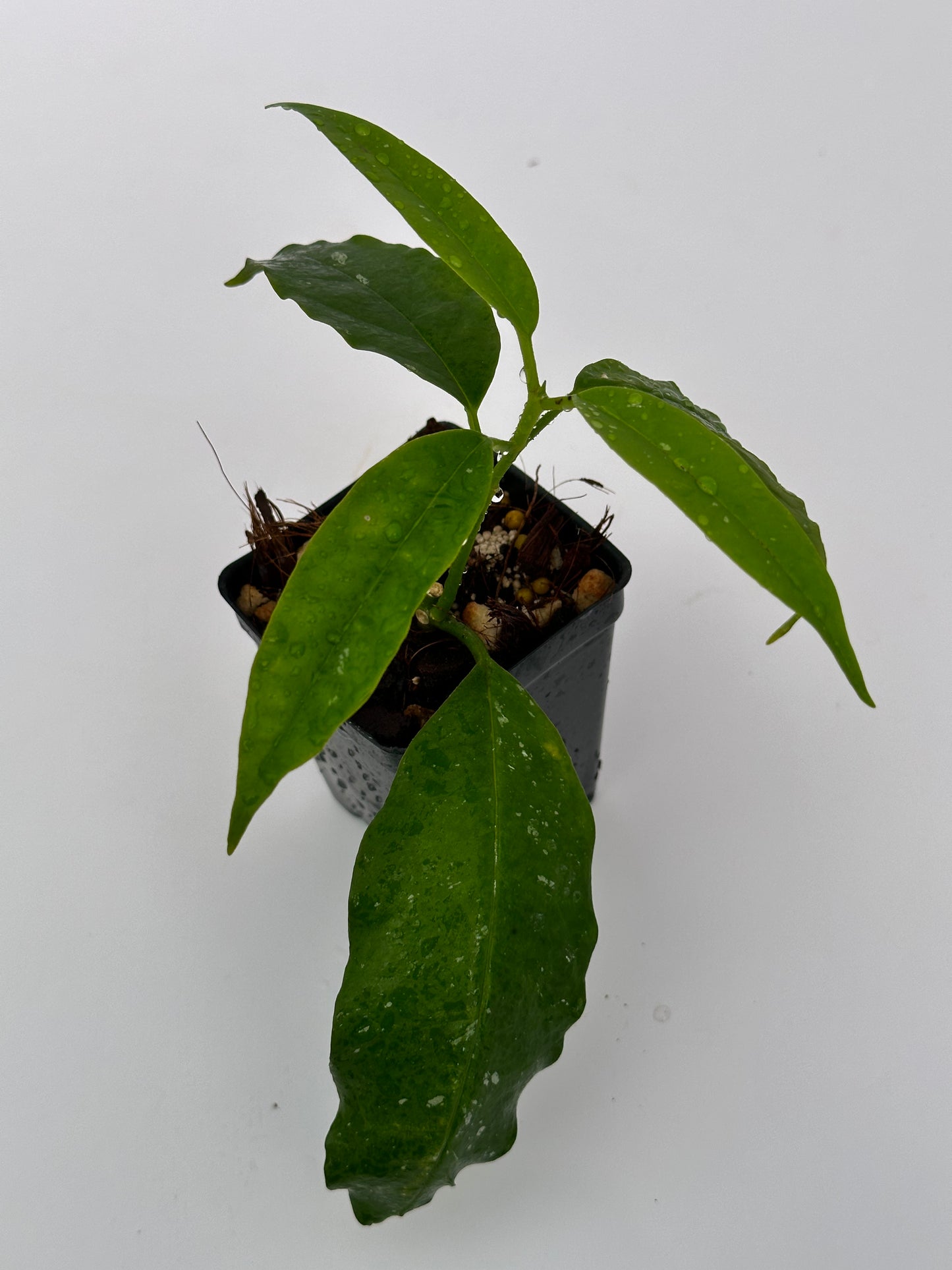 Hoya lockii (white)
