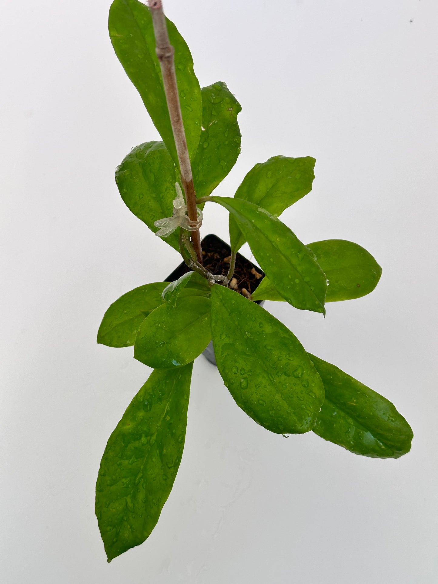 Hoya ‘Waffle Queen’ RHM 1022