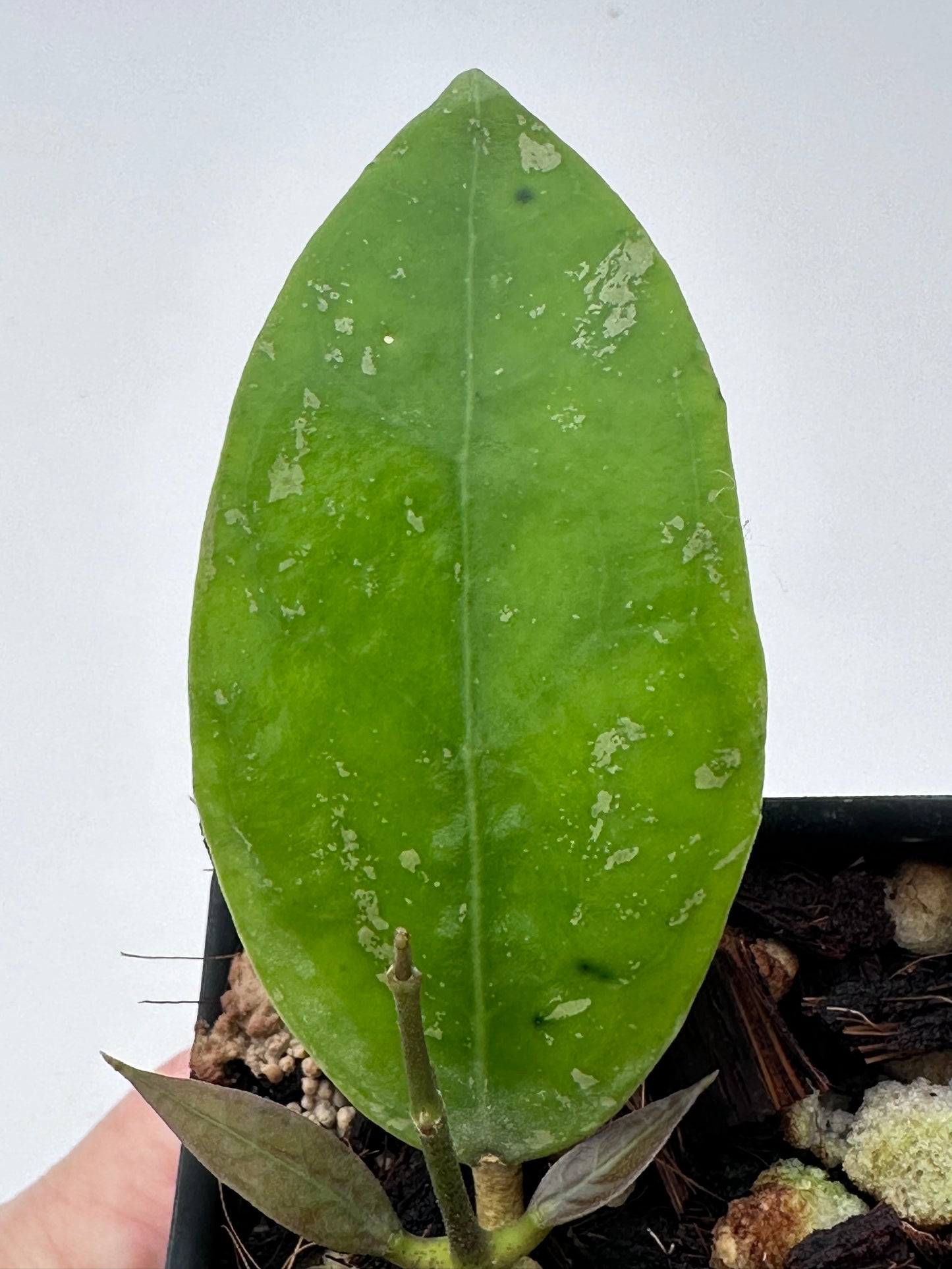 Hoya AH 0735
