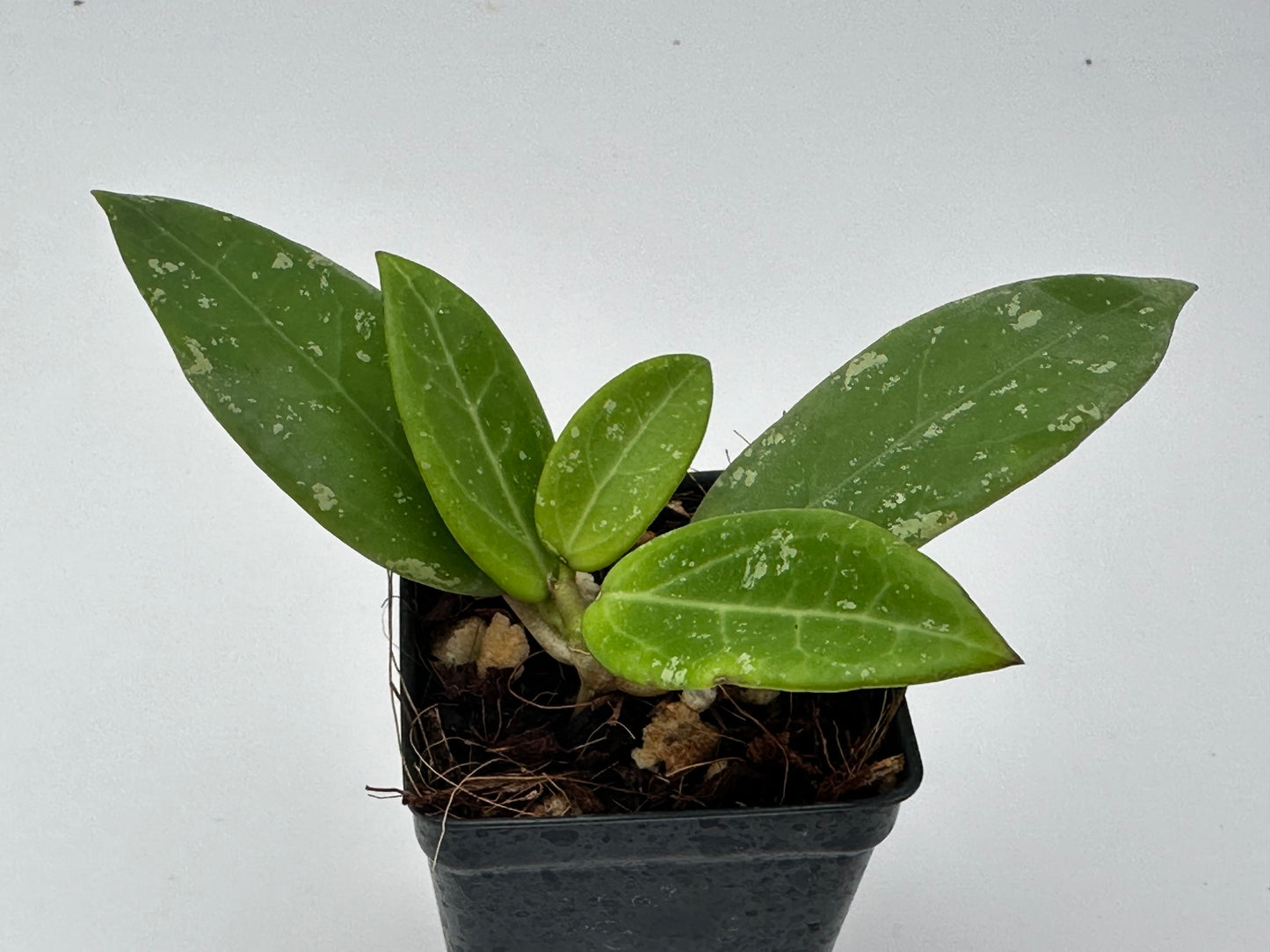 Hoya AH 805 (splash)