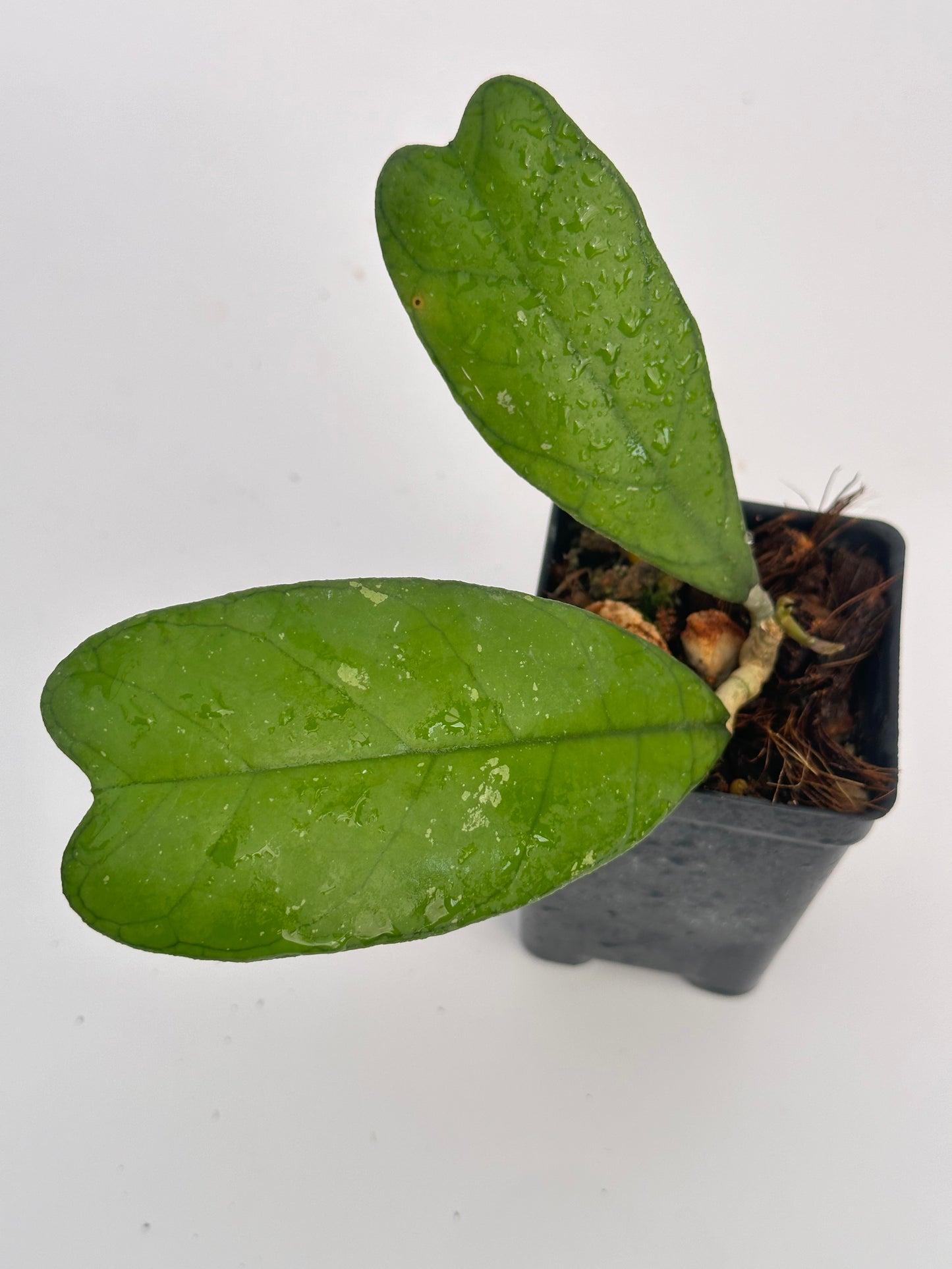 Hoya sp. Mutiara