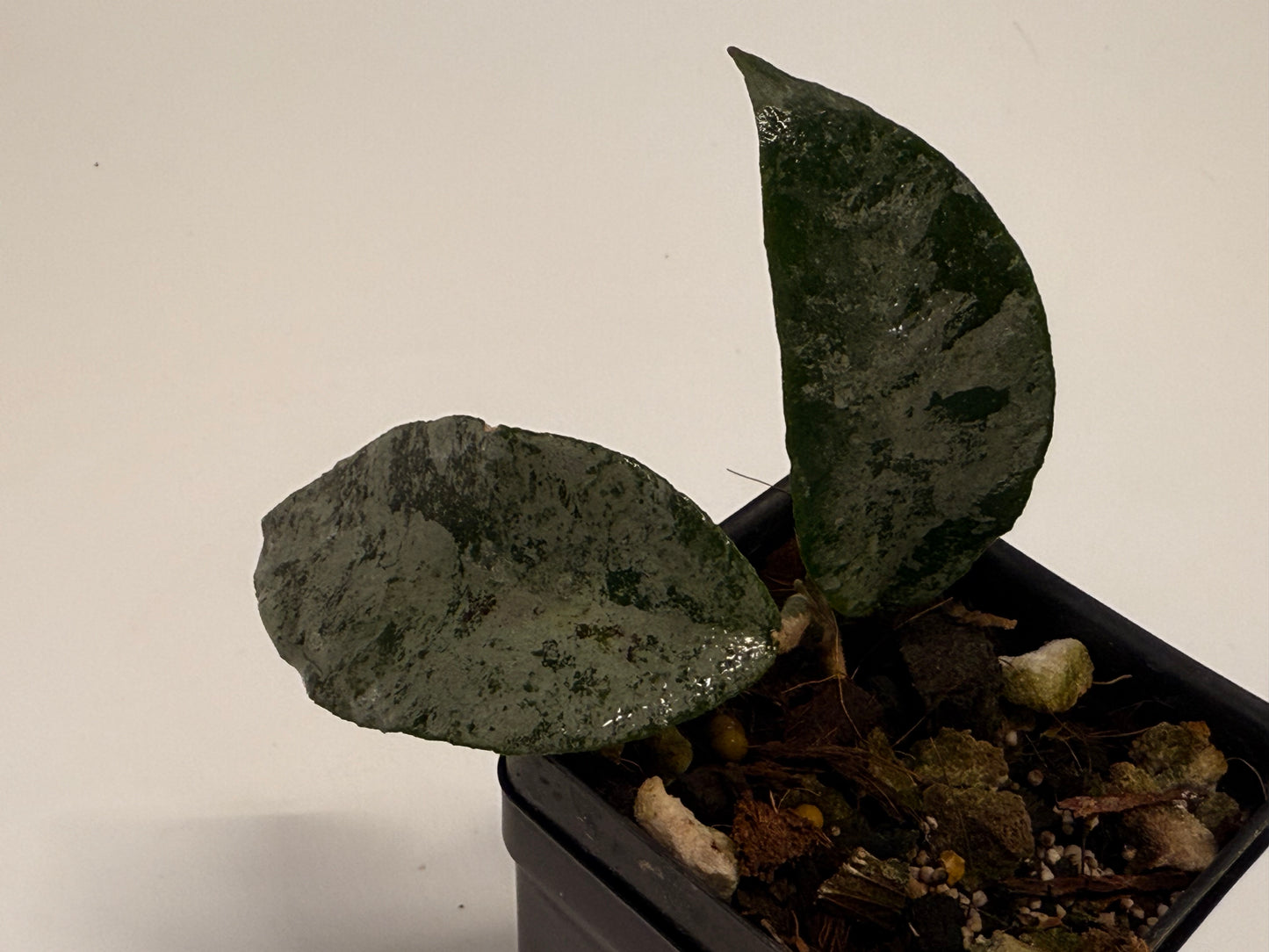 Hoya caudata (silver)