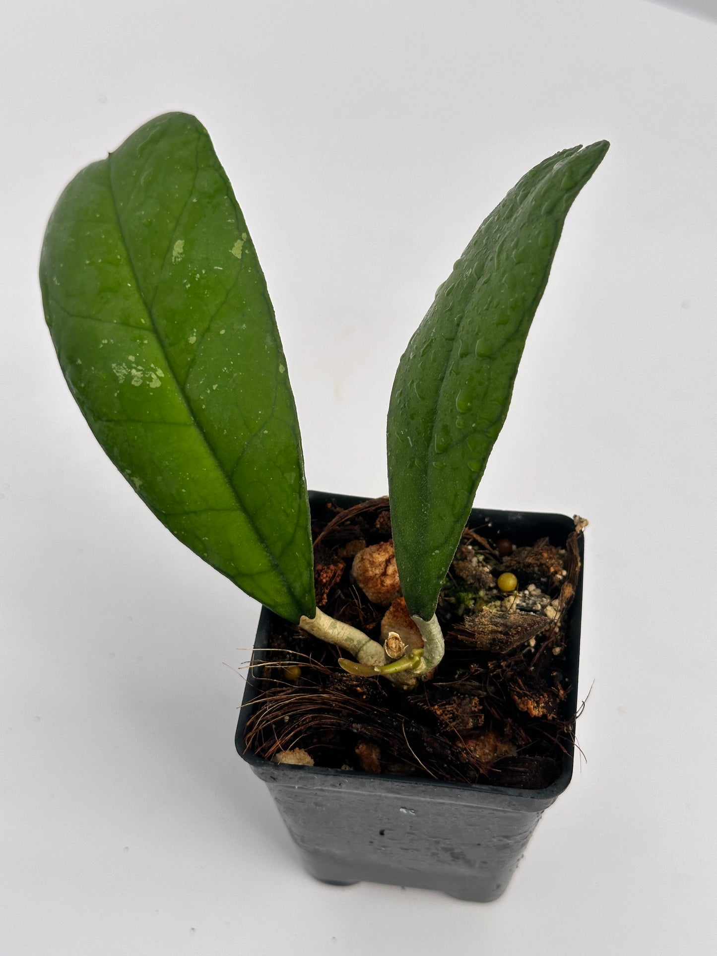 Hoya sp. Mutiara