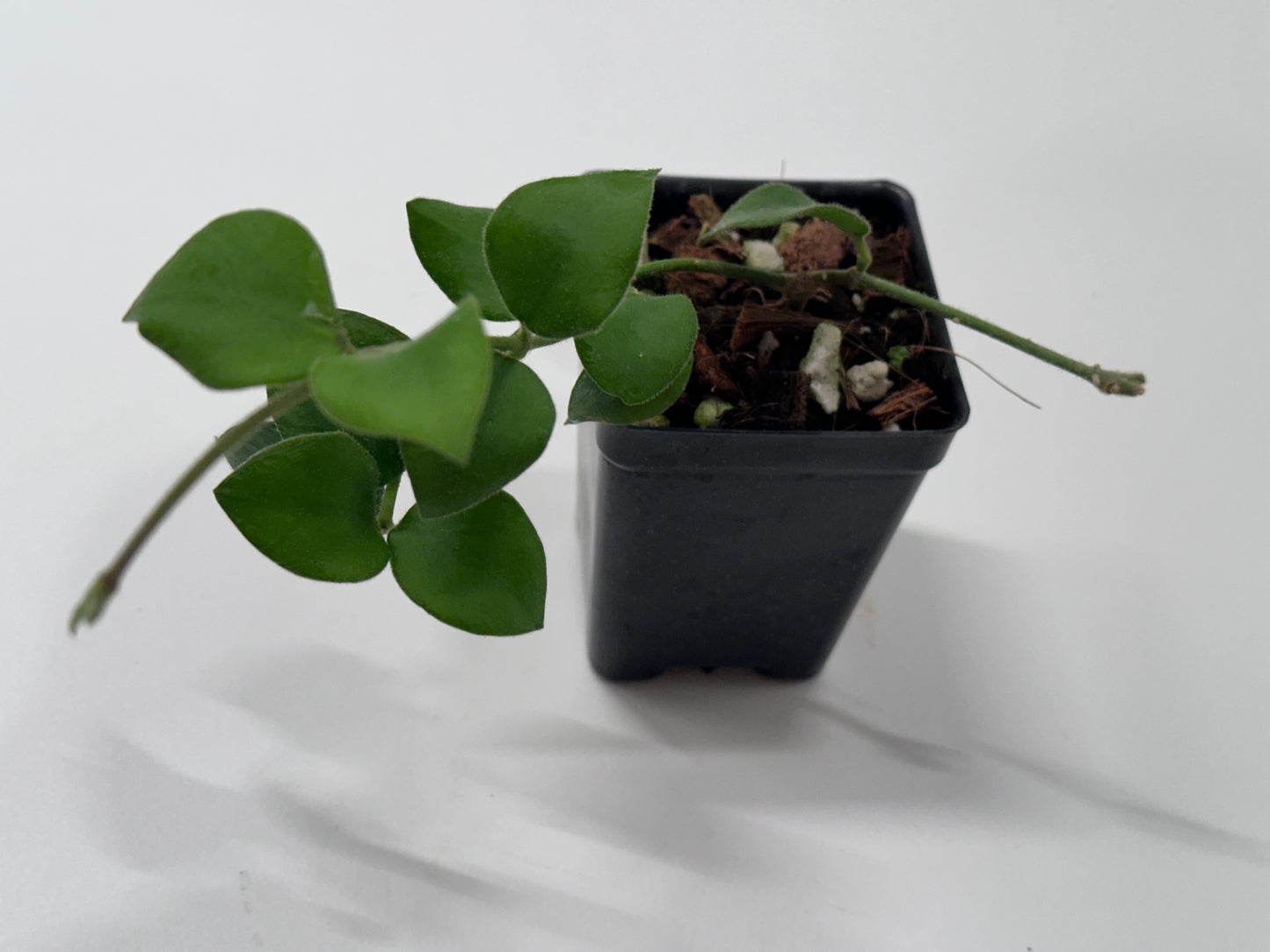 Hoya aescynanthoides Bario Highlands