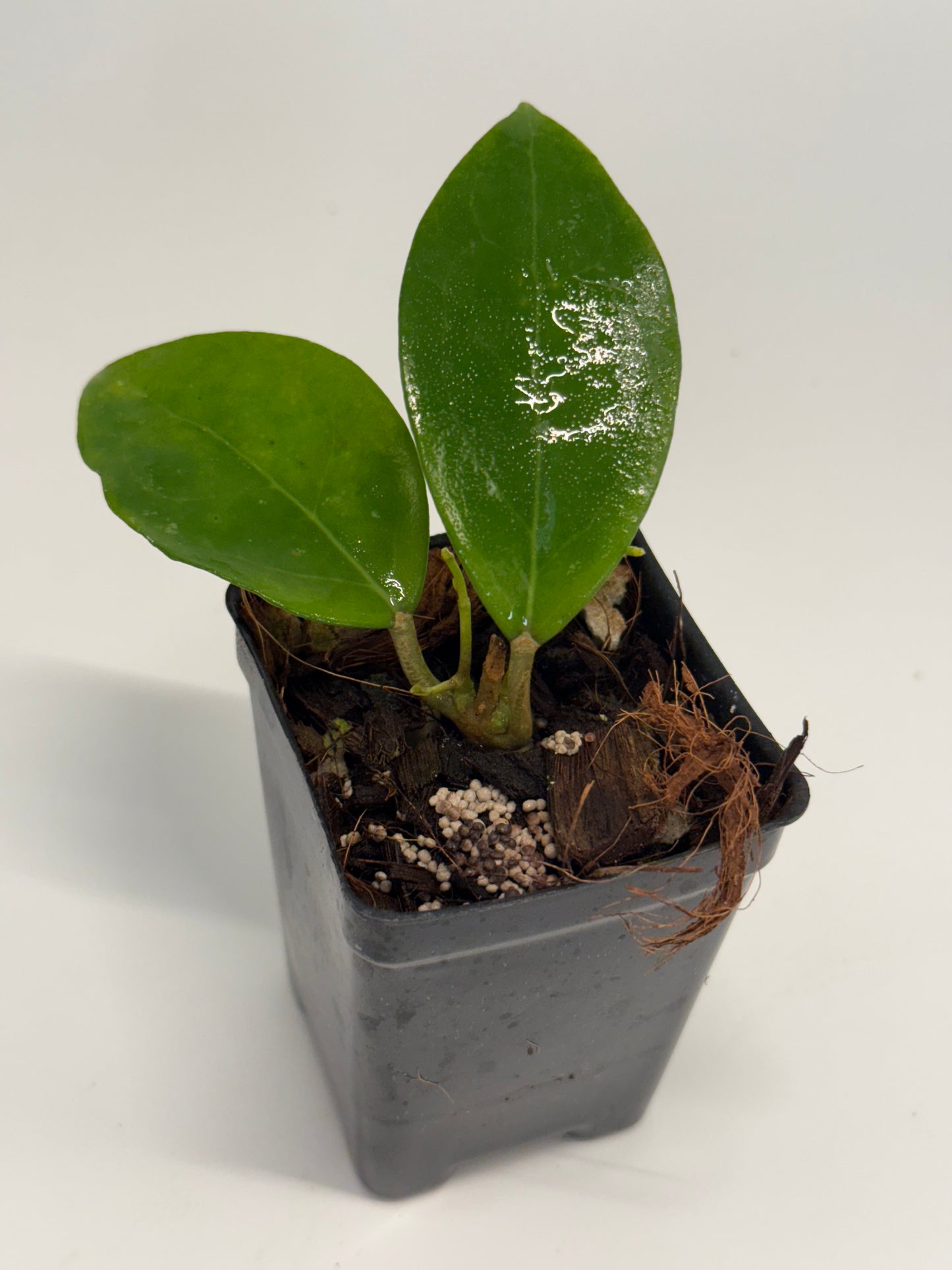 Hoya ‘BenguEllip 01’