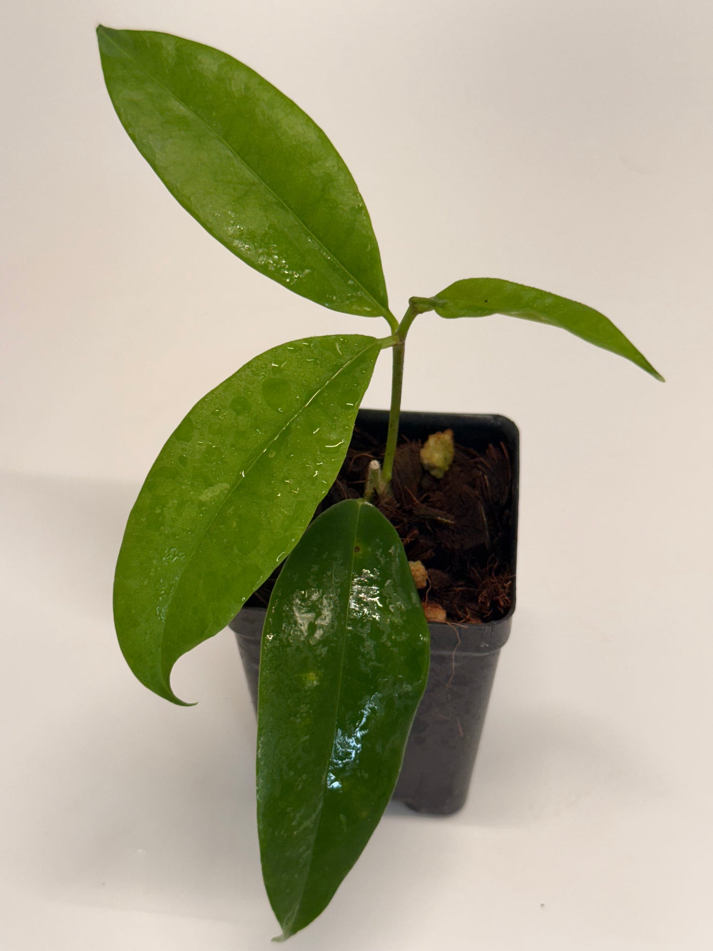 Hoya thuathienhuensis