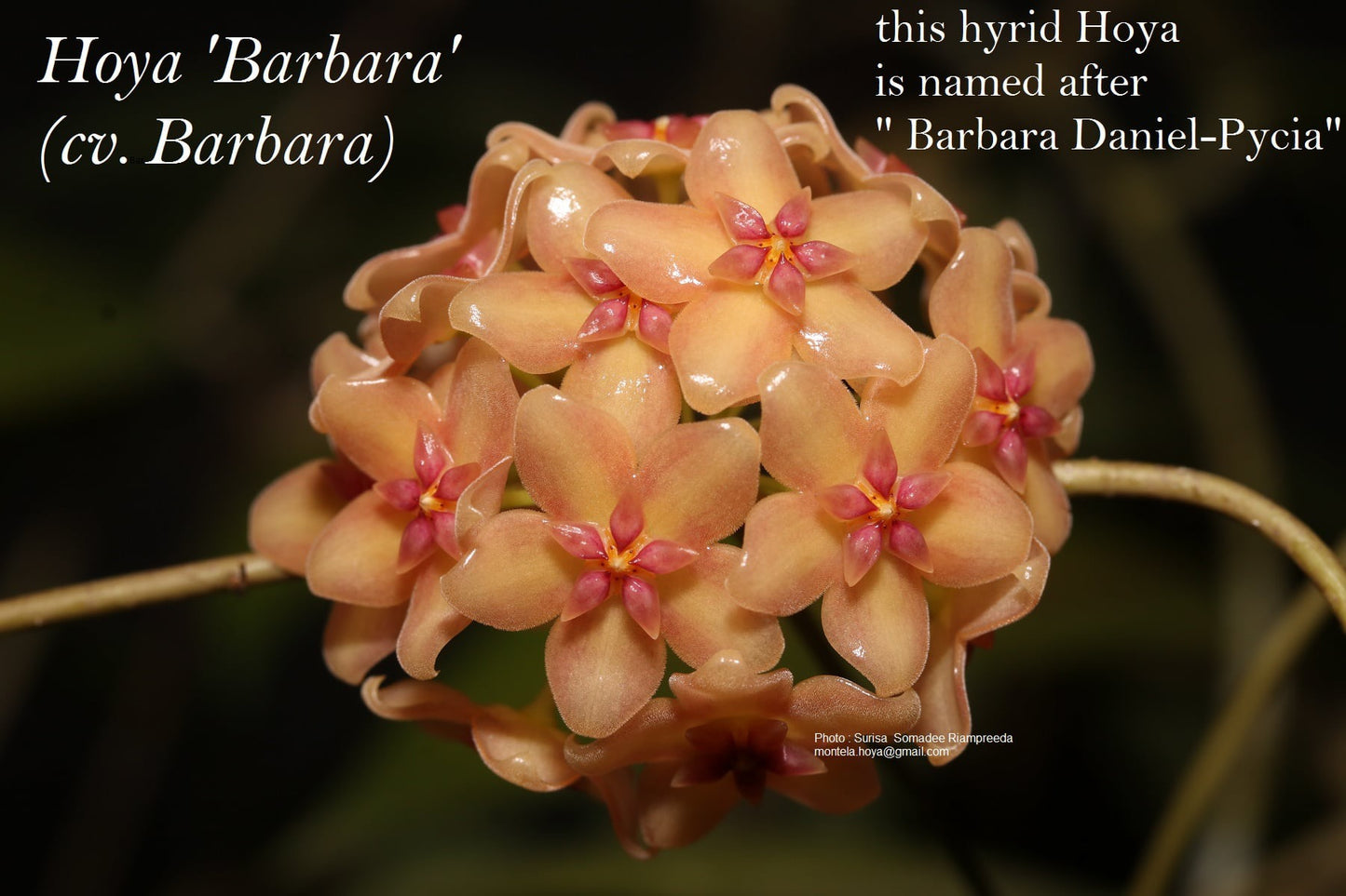 Hoya ‘Barbara’ SS 04-23