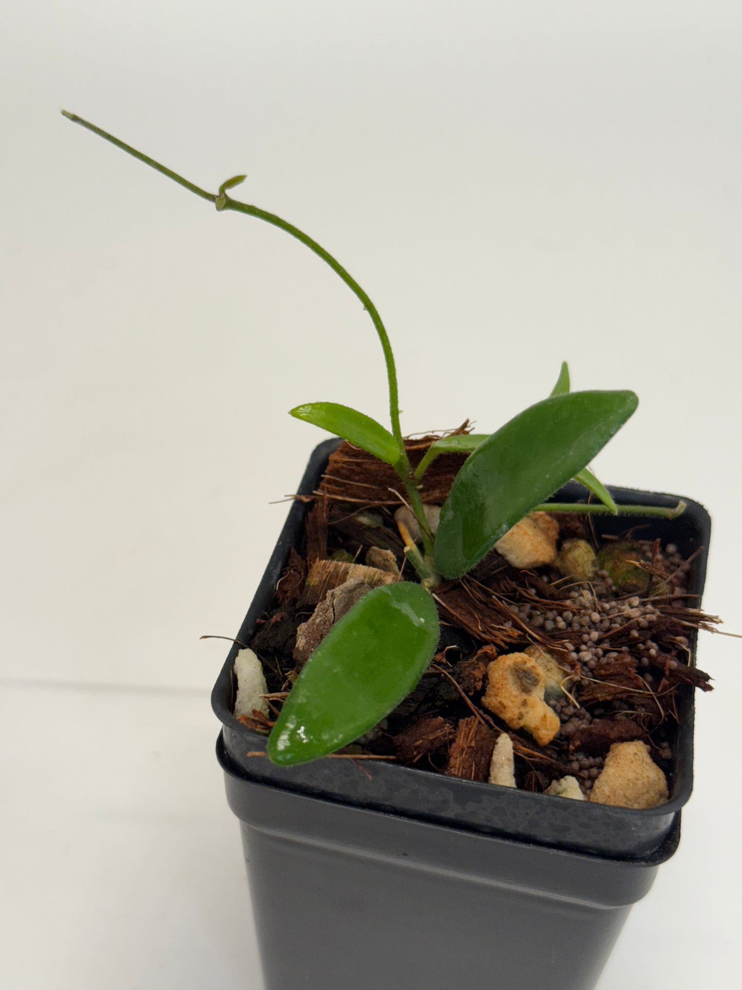 Hoya yuennanensis