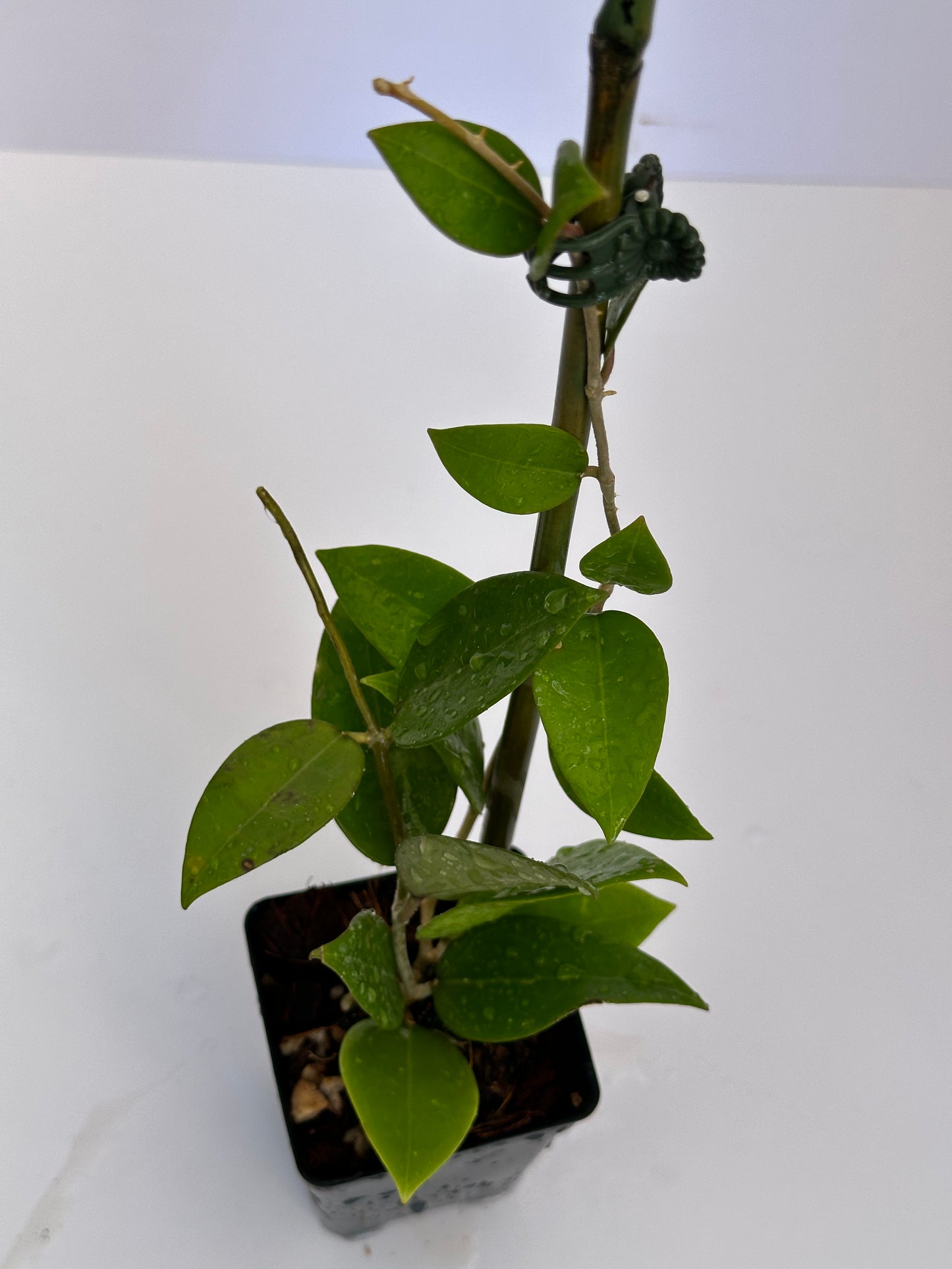 Hoya MA 35 sp. Anjuk Ladang