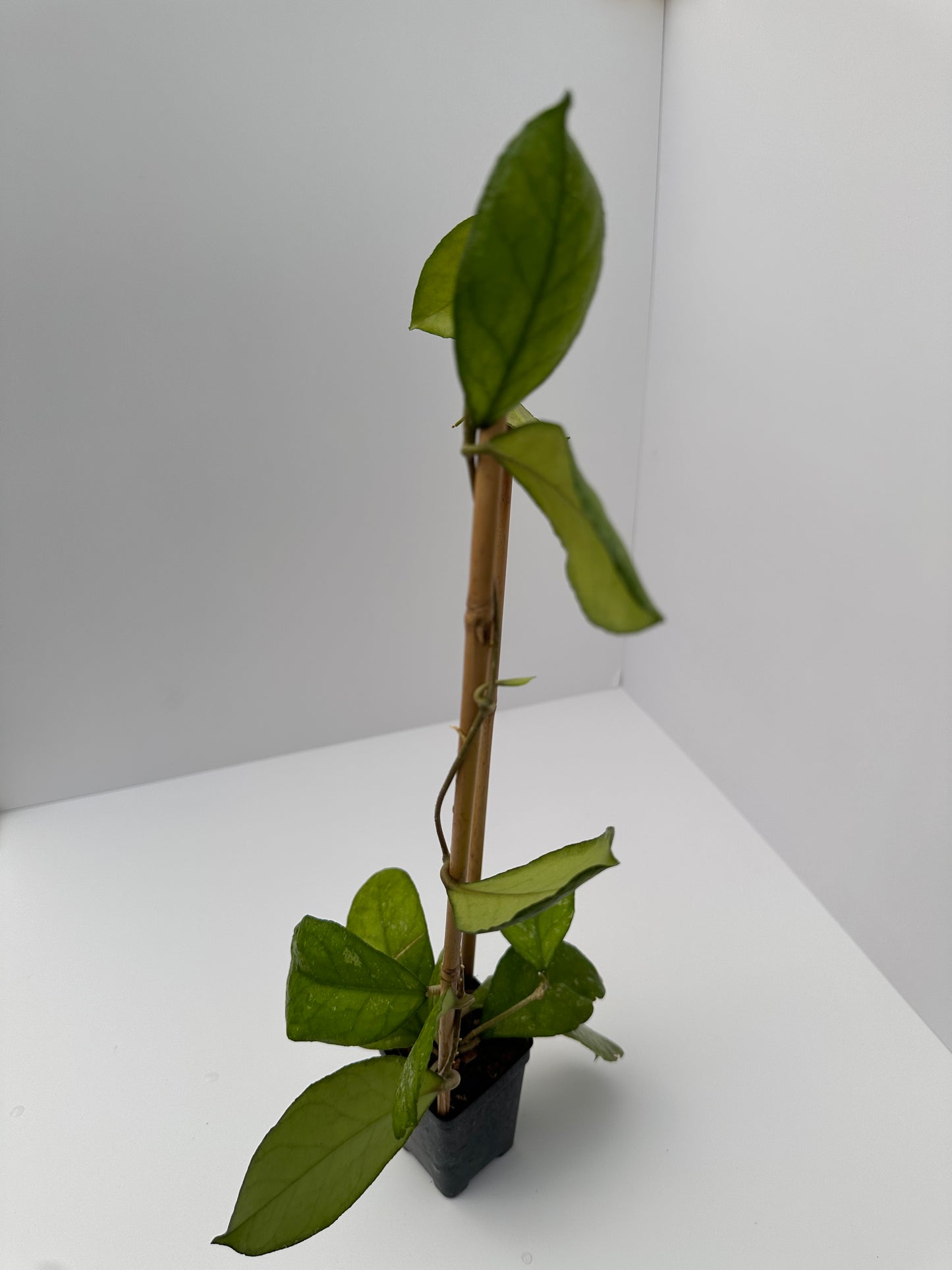 Hoya AH 092 - Trellised