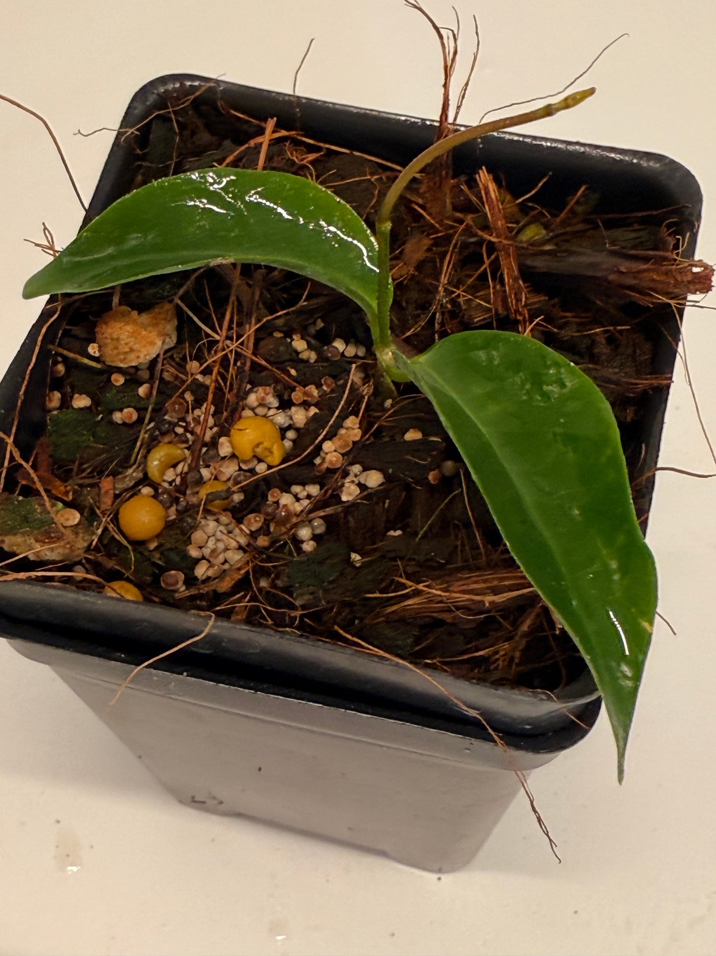 Hoya chloroleuca