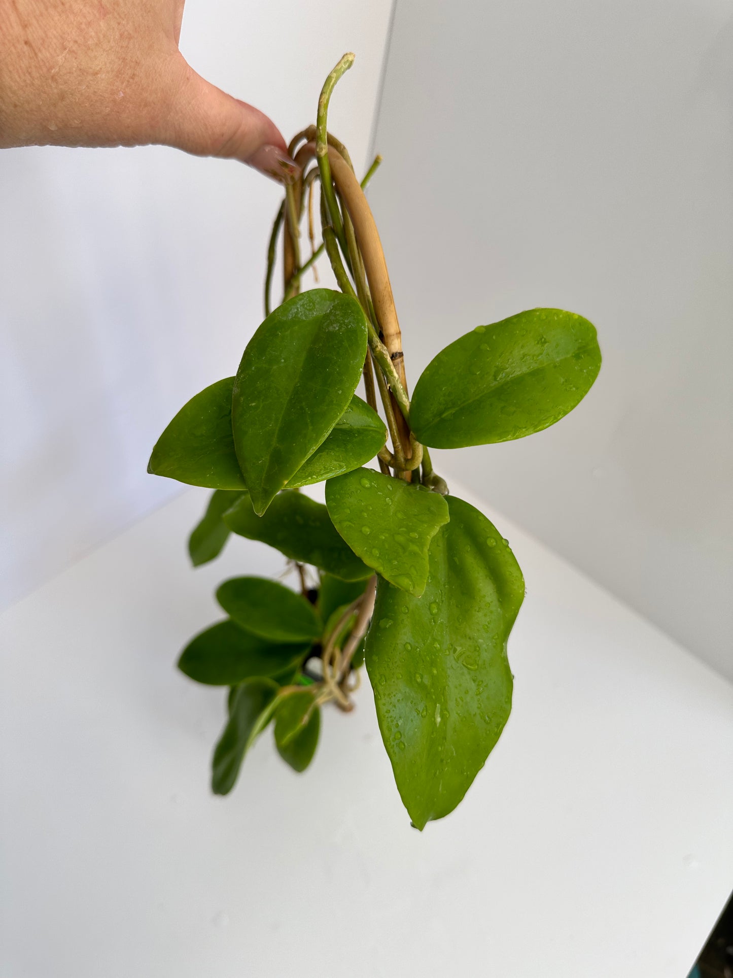 Hoya bhutanica