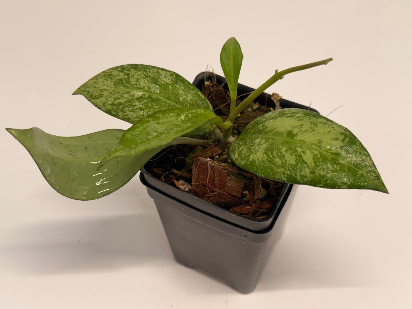 Hoya ‘Patcharawalai 023’ (splash)