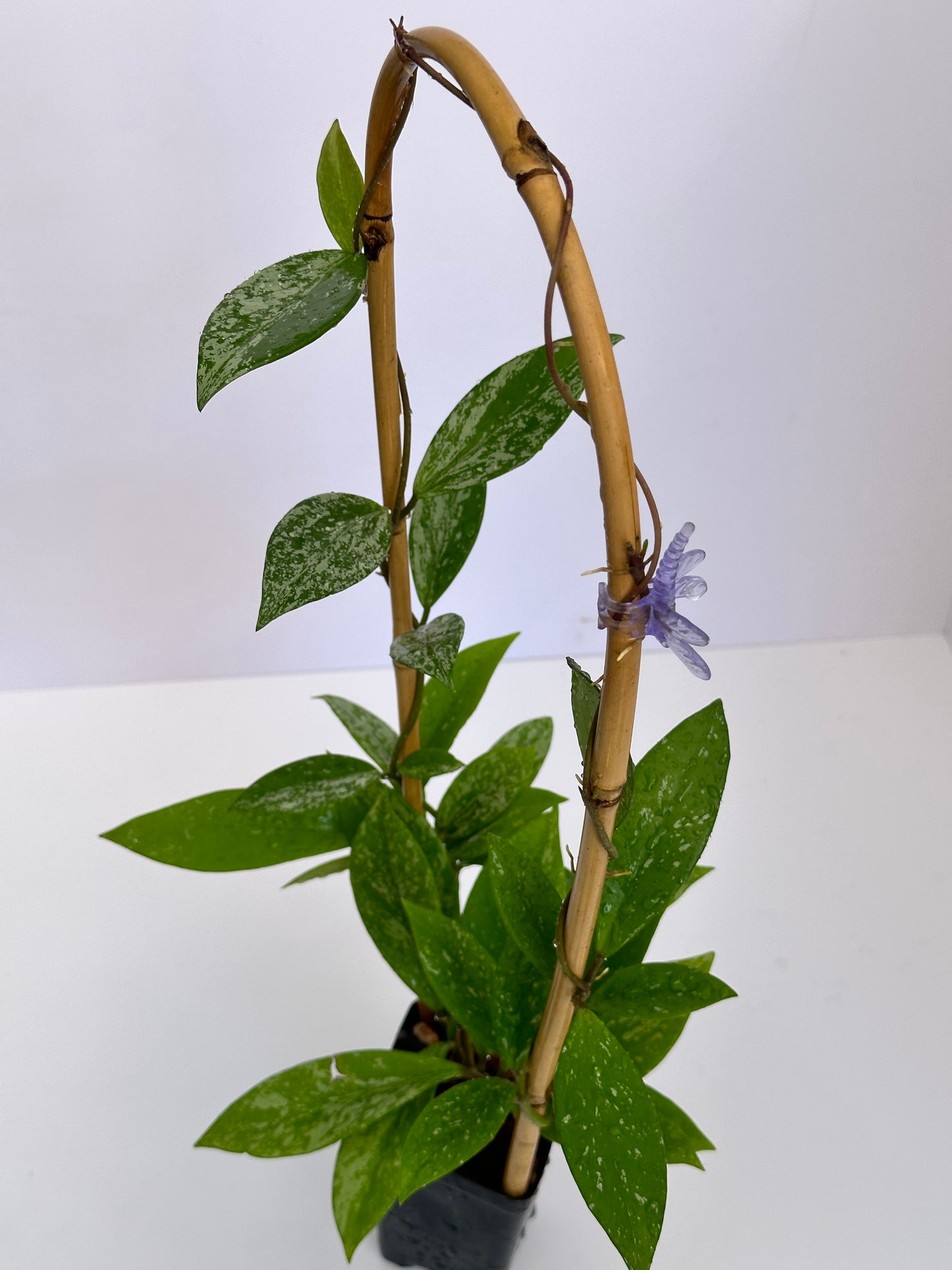 Hoya pubicalyx (splash)