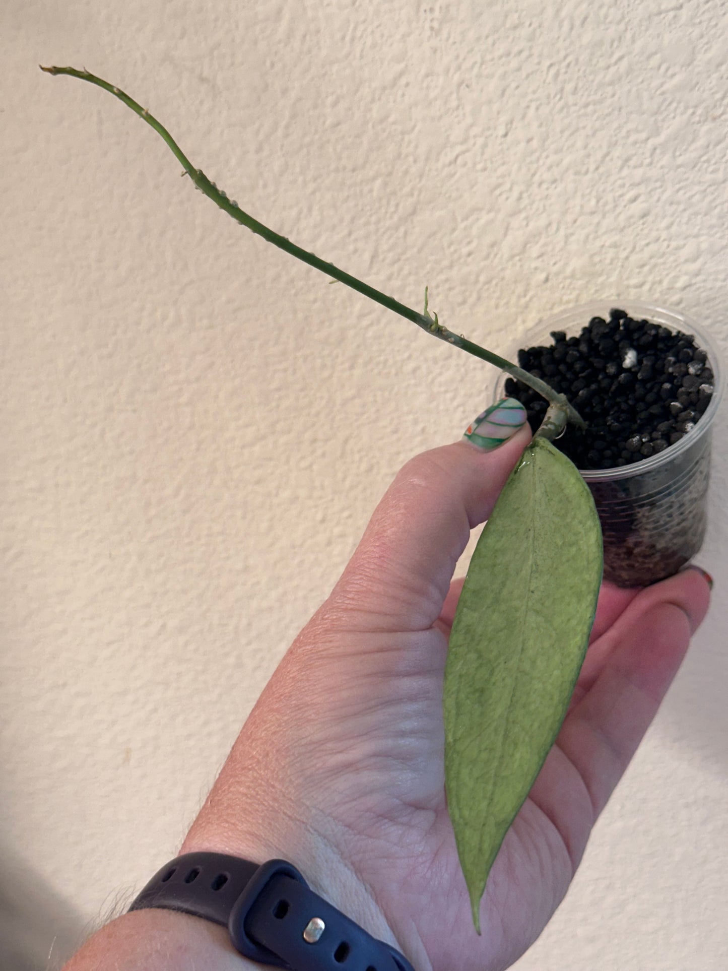 Hoya sp. Germany (silver)