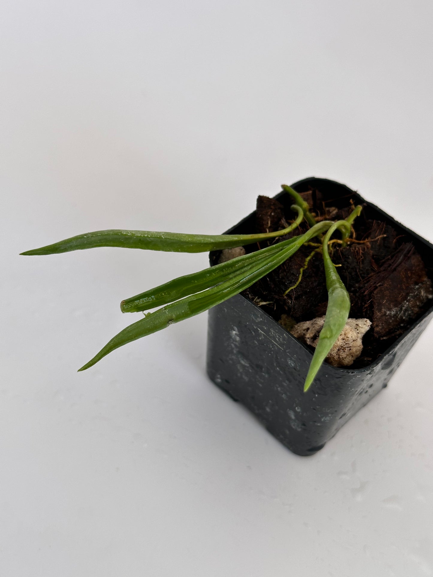 Hoya acicularis (mutate)