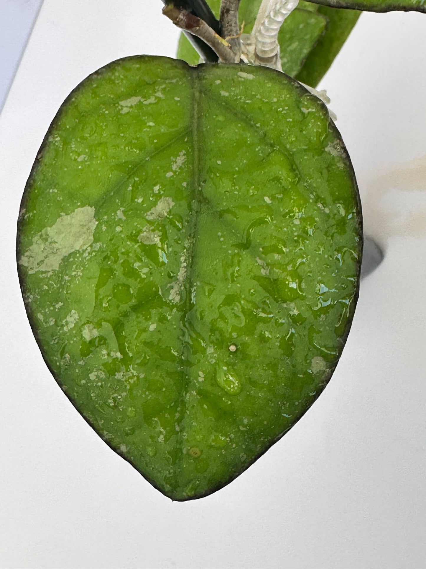 Hoya ‘Patcharawalai 077’