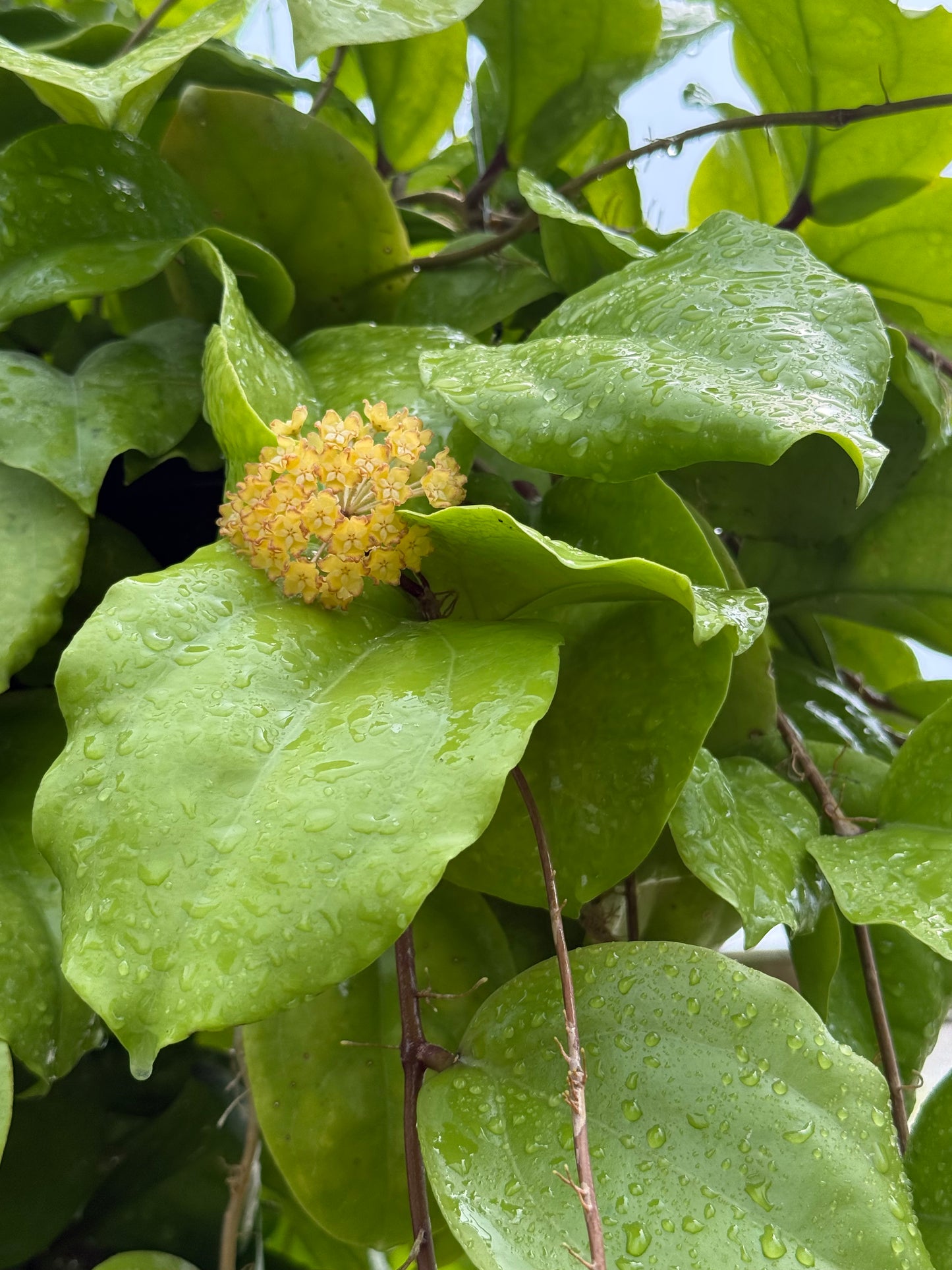 Hoya Seeds (10)