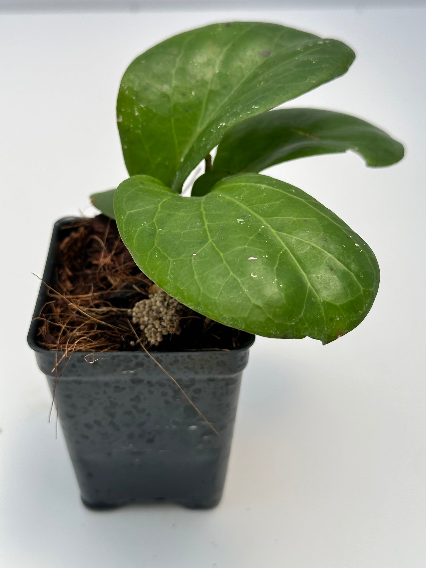 Hoya ‘Rhiannon’ SS 37-03