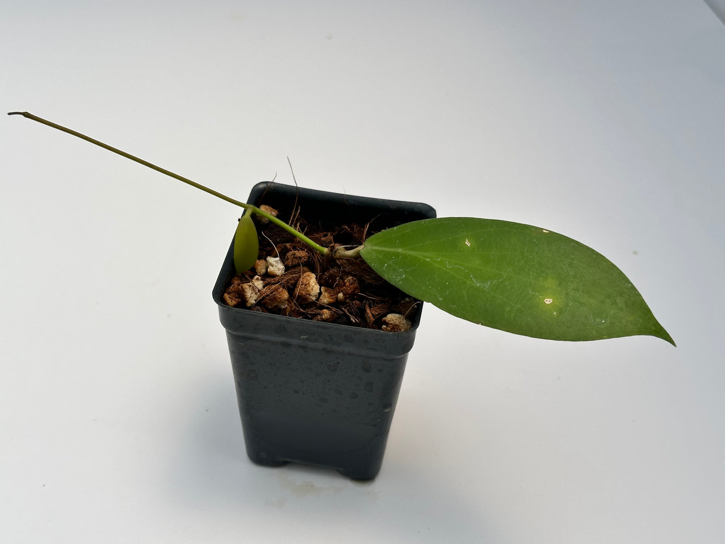 Hoya ‘Barbara’ SS 04-23