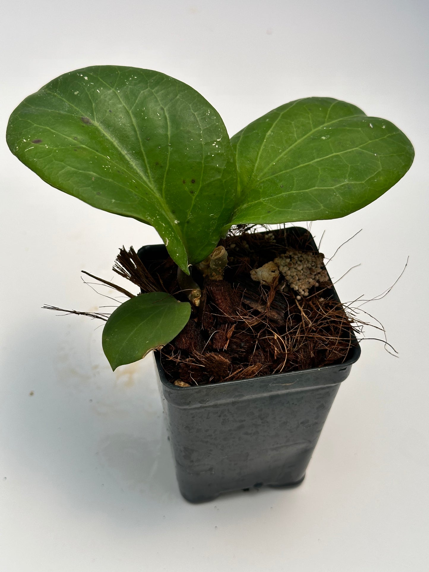 Hoya ‘Rhiannon’ SS 37-03
