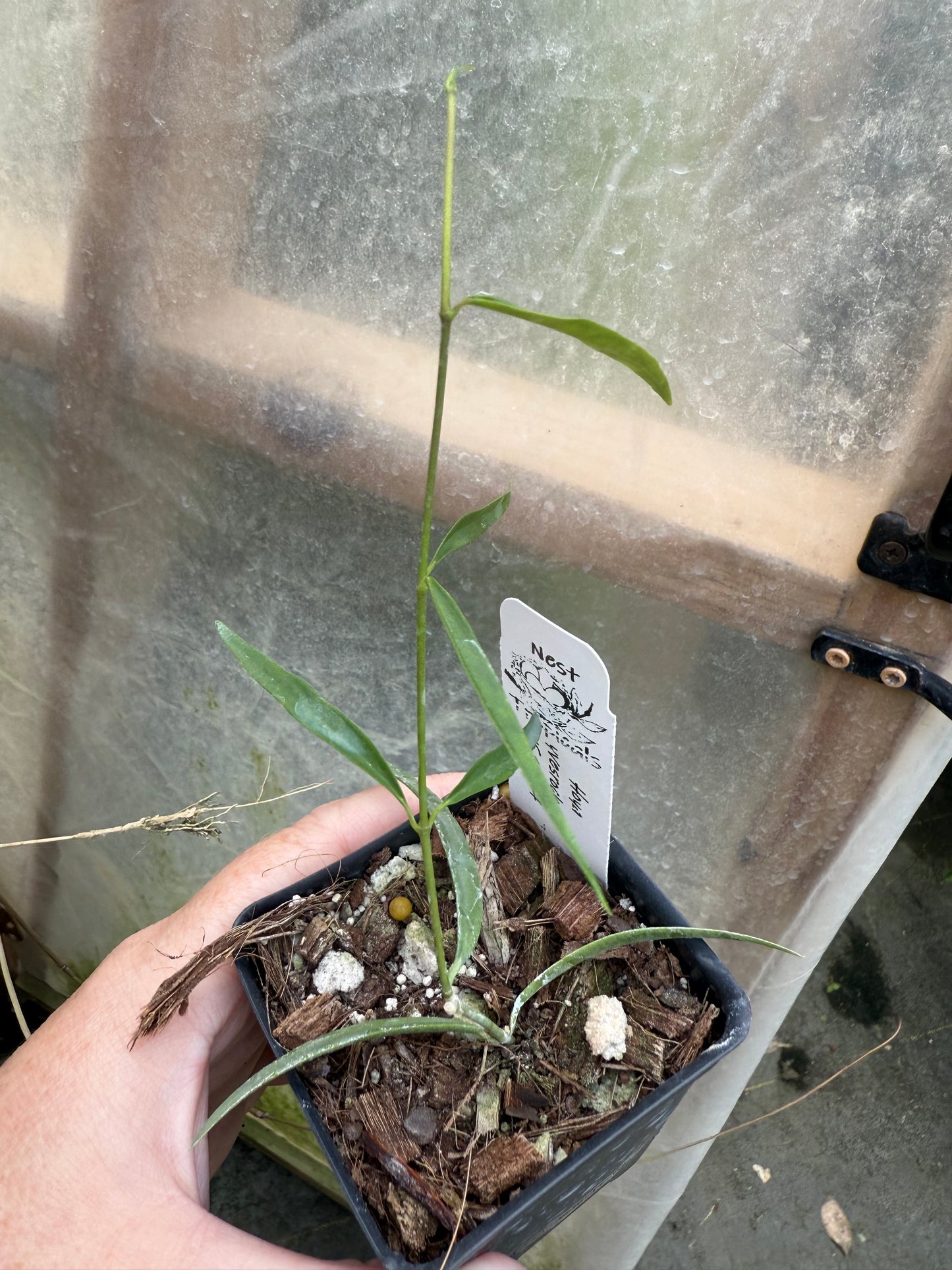 Hoya yvesrocheri NS 16-004